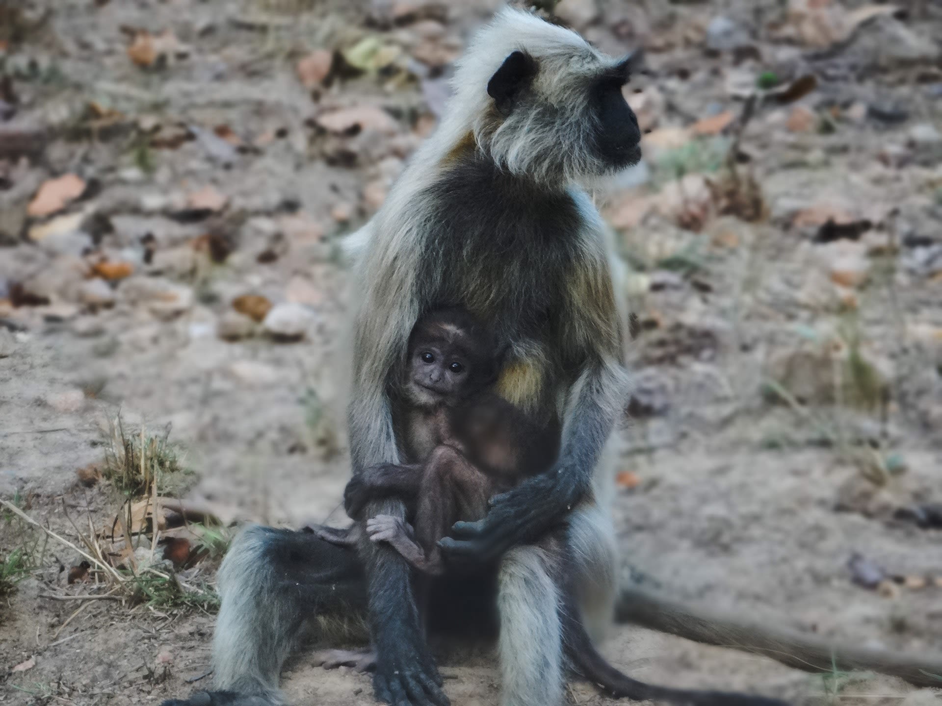 Morning Safari in Kanha National Park and Overnight Train from Jabalpur to Agra