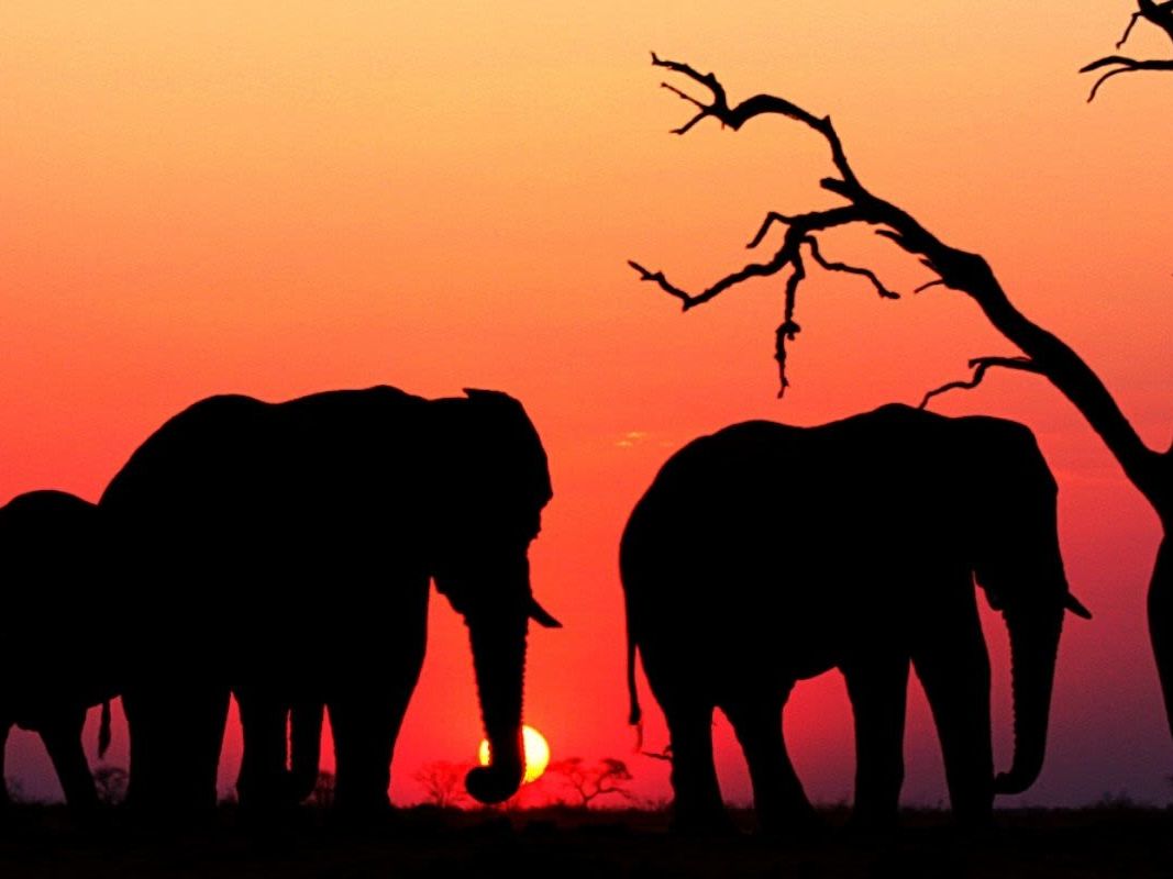 Game Drives in Okavango Delta