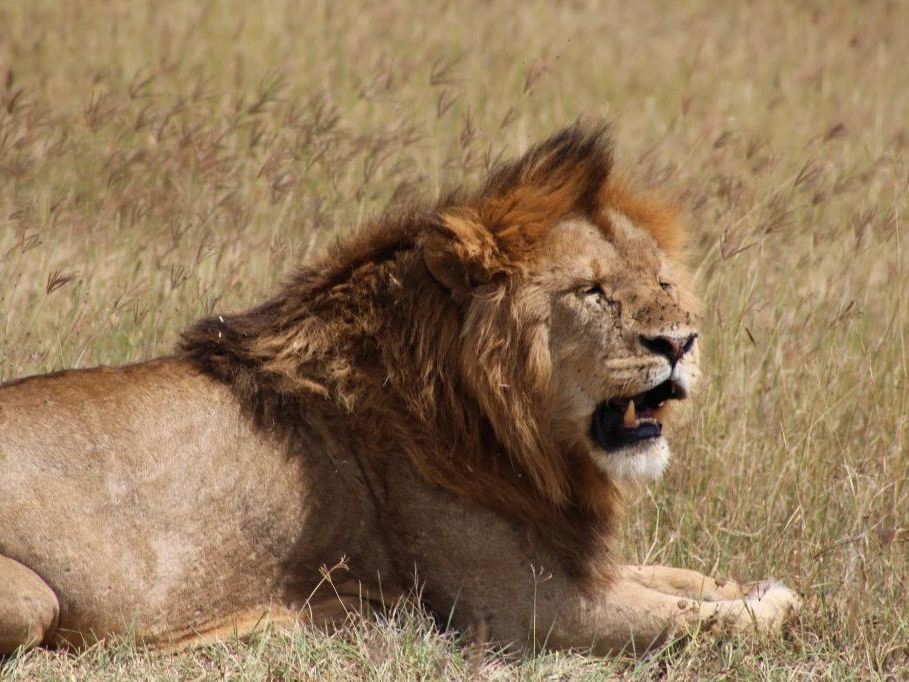 Full Day Safari Game Drive in Tarangire National Park