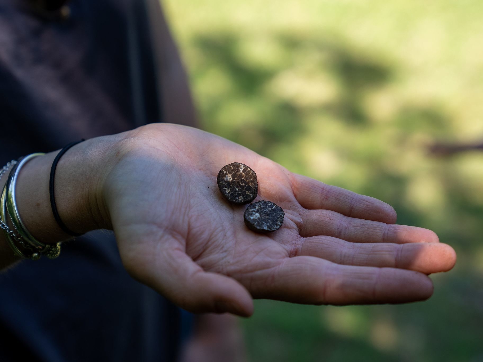 Truffle Hunting in Split