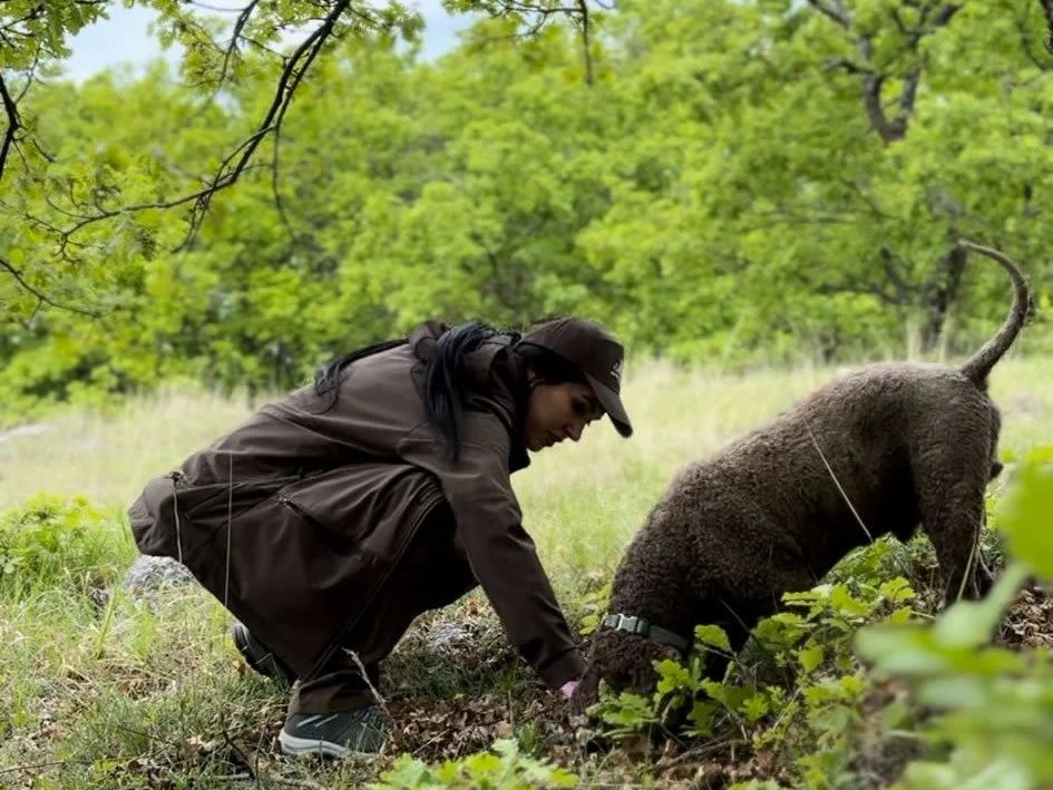 Truffle Hunting in Split