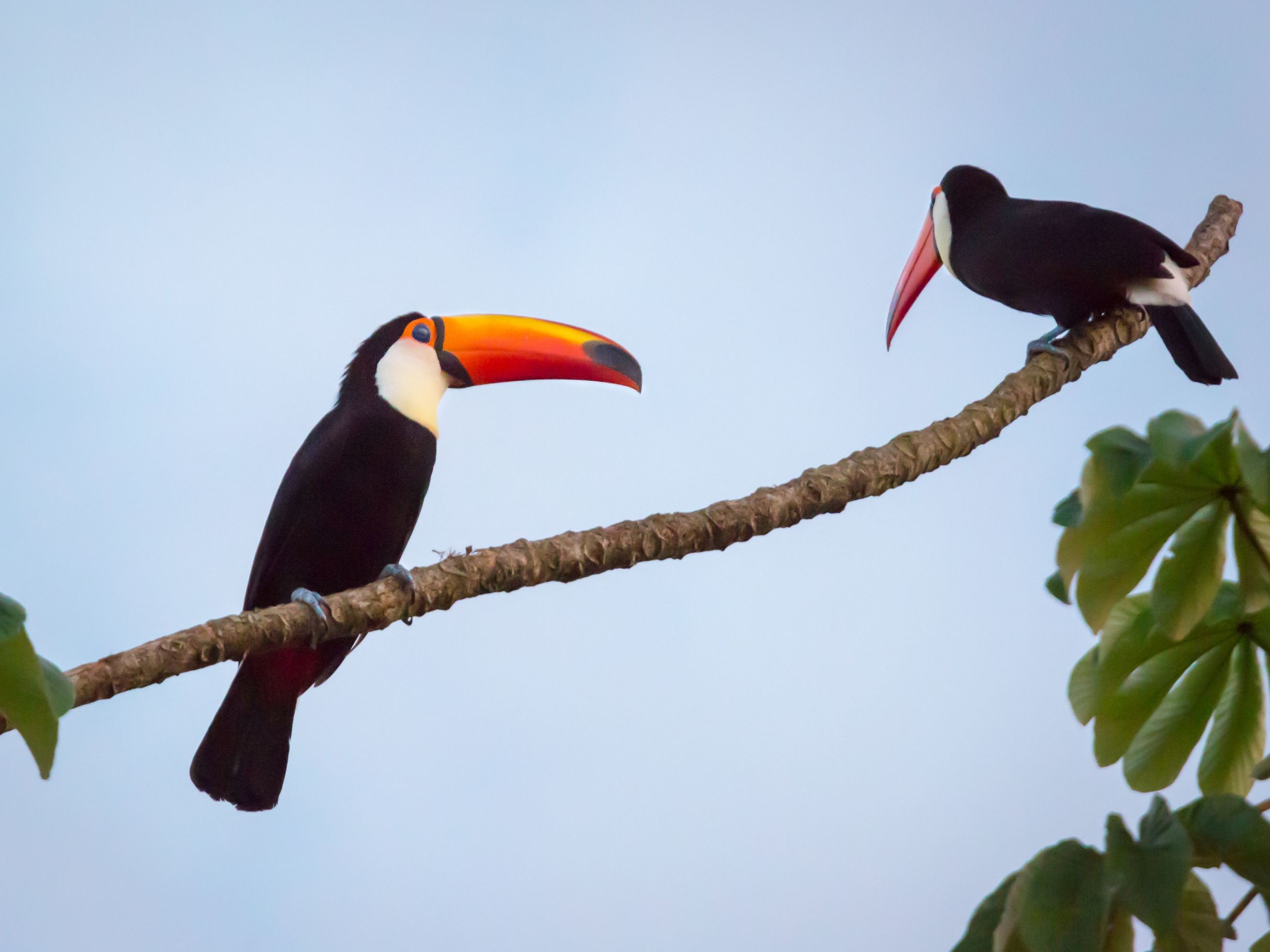 Arrival in Foz de Iguazu Brazil / Transfer to Awasi Iguazu on the Argentina Side