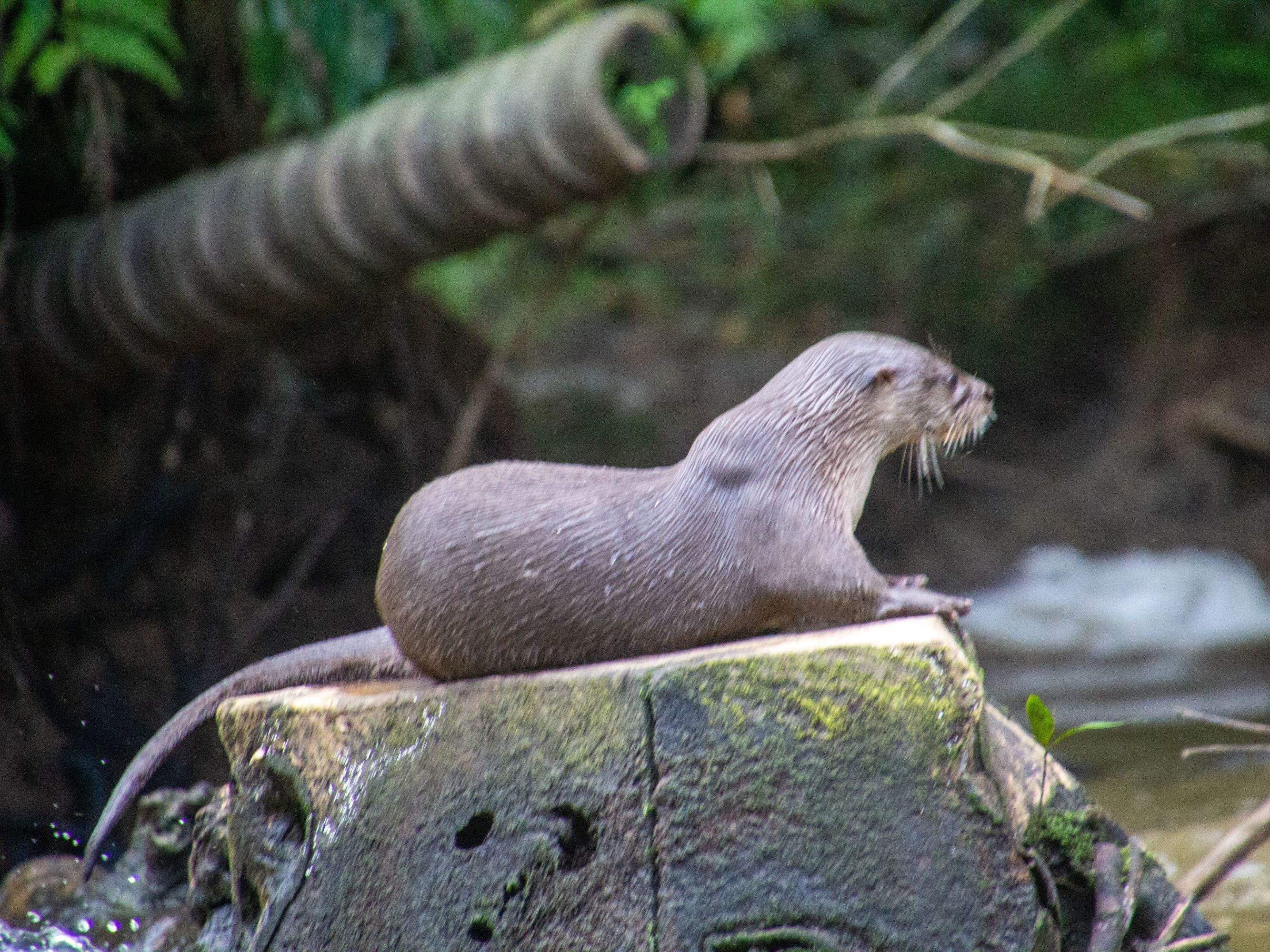 Transfer to La Pavona Dock/Boat Ride to Tortuga Lodge
