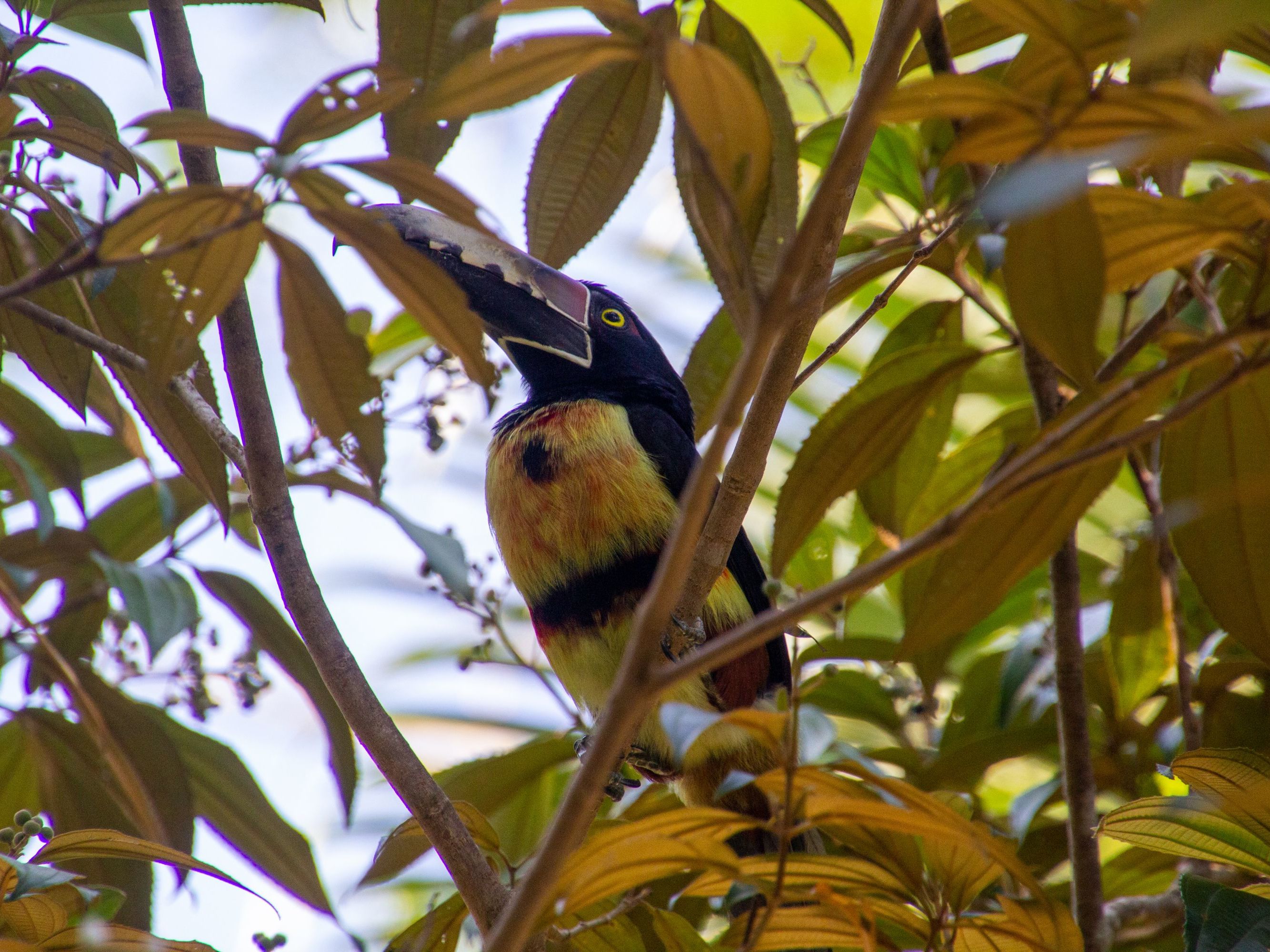 Full Day at Tortuga Lodge