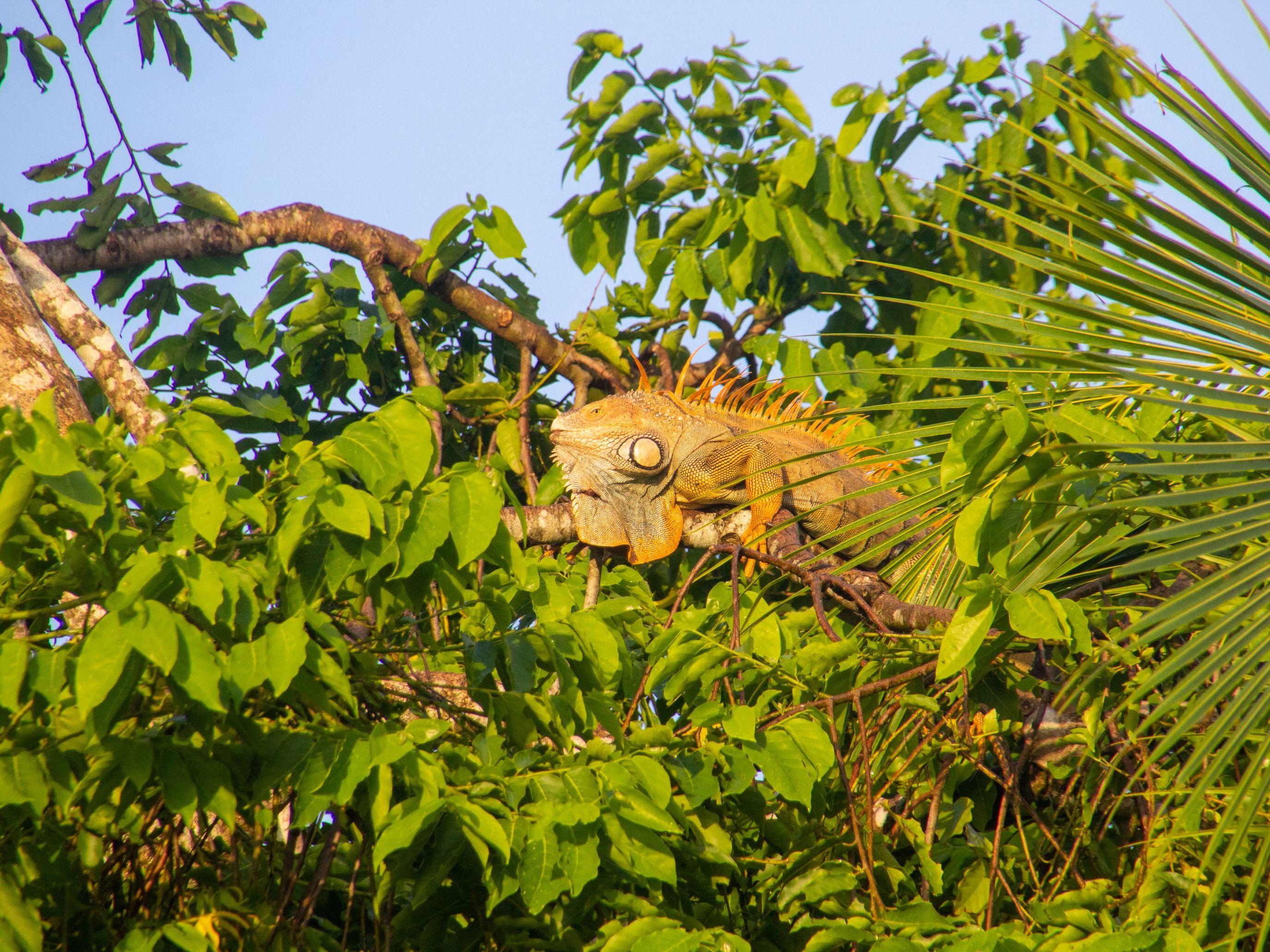 Full Day at Tortuga Lodge