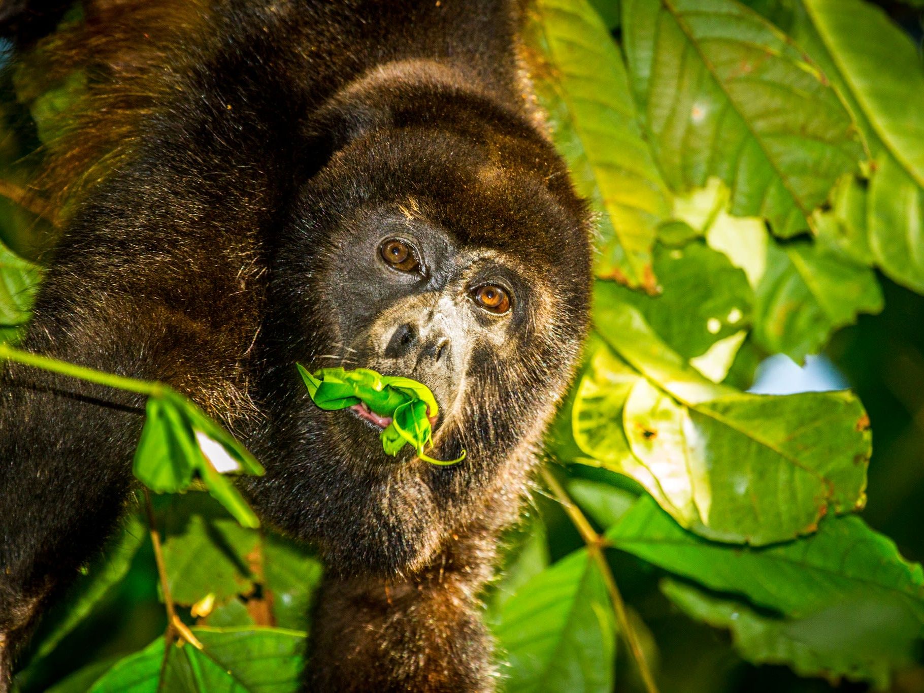 Excursion of Your Choice at Lapa Rios