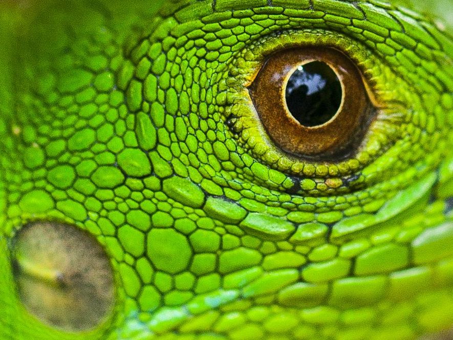 Excursion of Your Choice at Lapa Rios