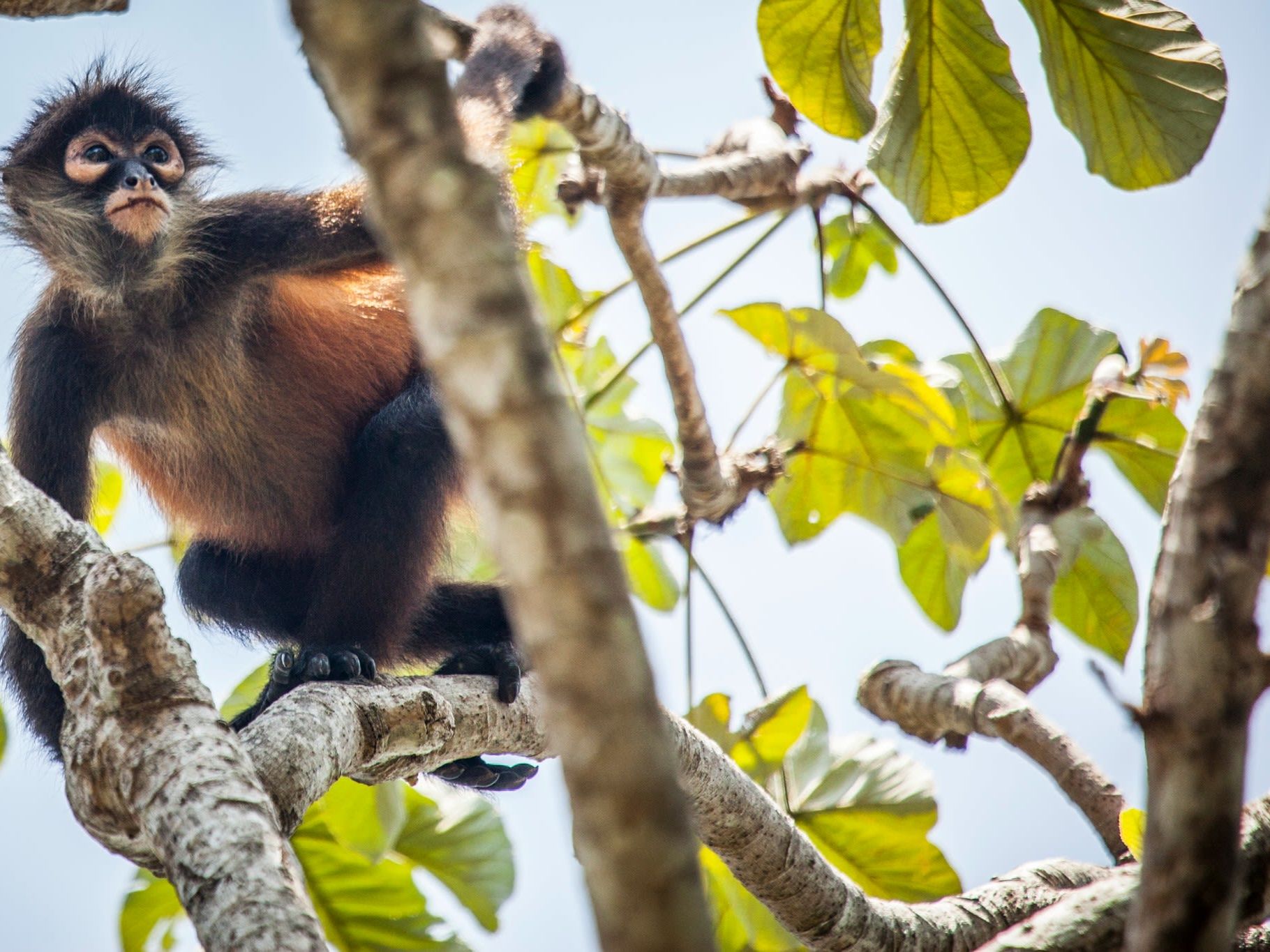 Excursion of Your Choice at Lapa Rios
