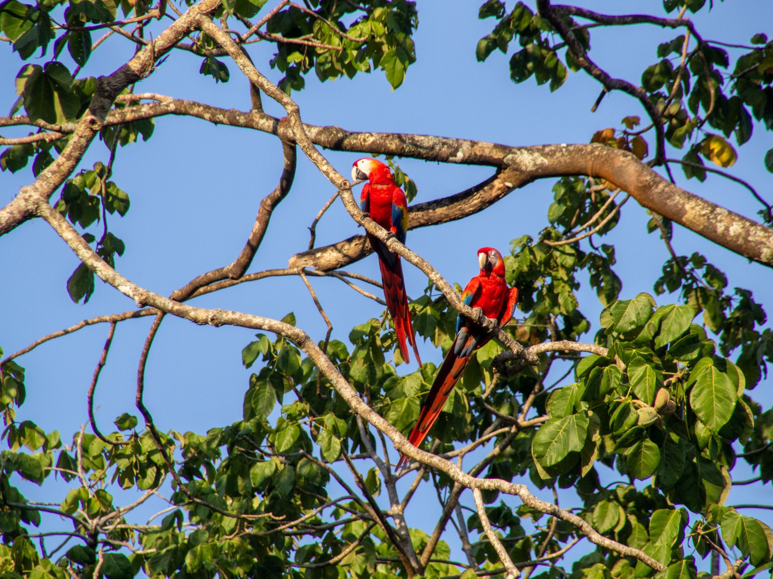 Excursion of Your Choice at Lapa Rios