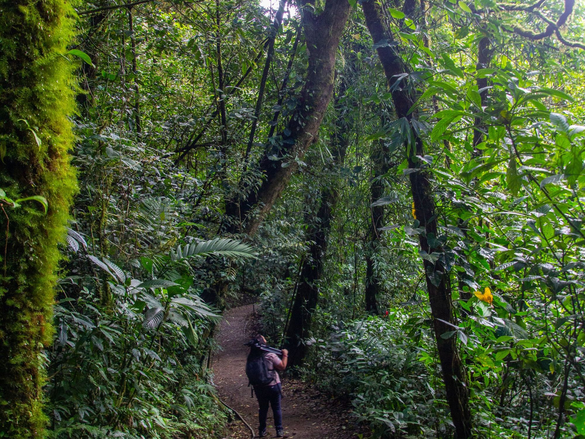 Excursion of Choice from Senda Monteverde