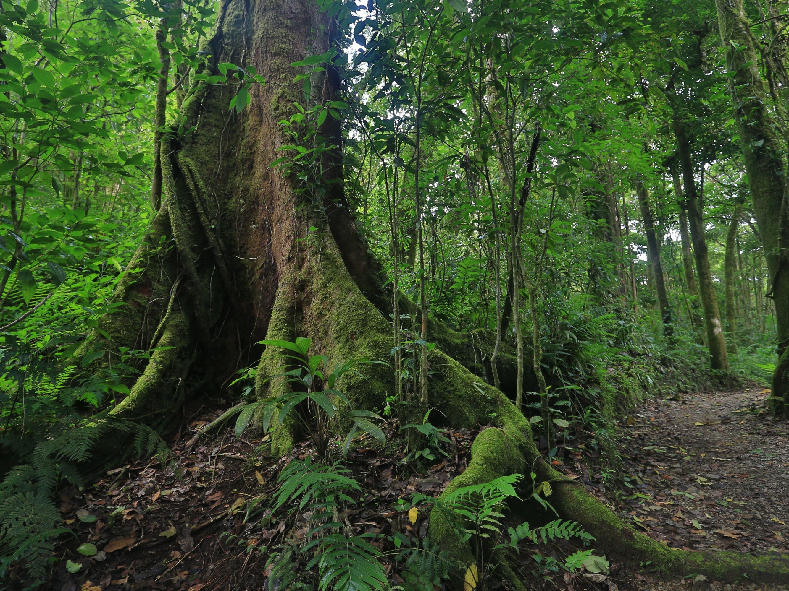 Excursion of Choice from Senda Monteverde