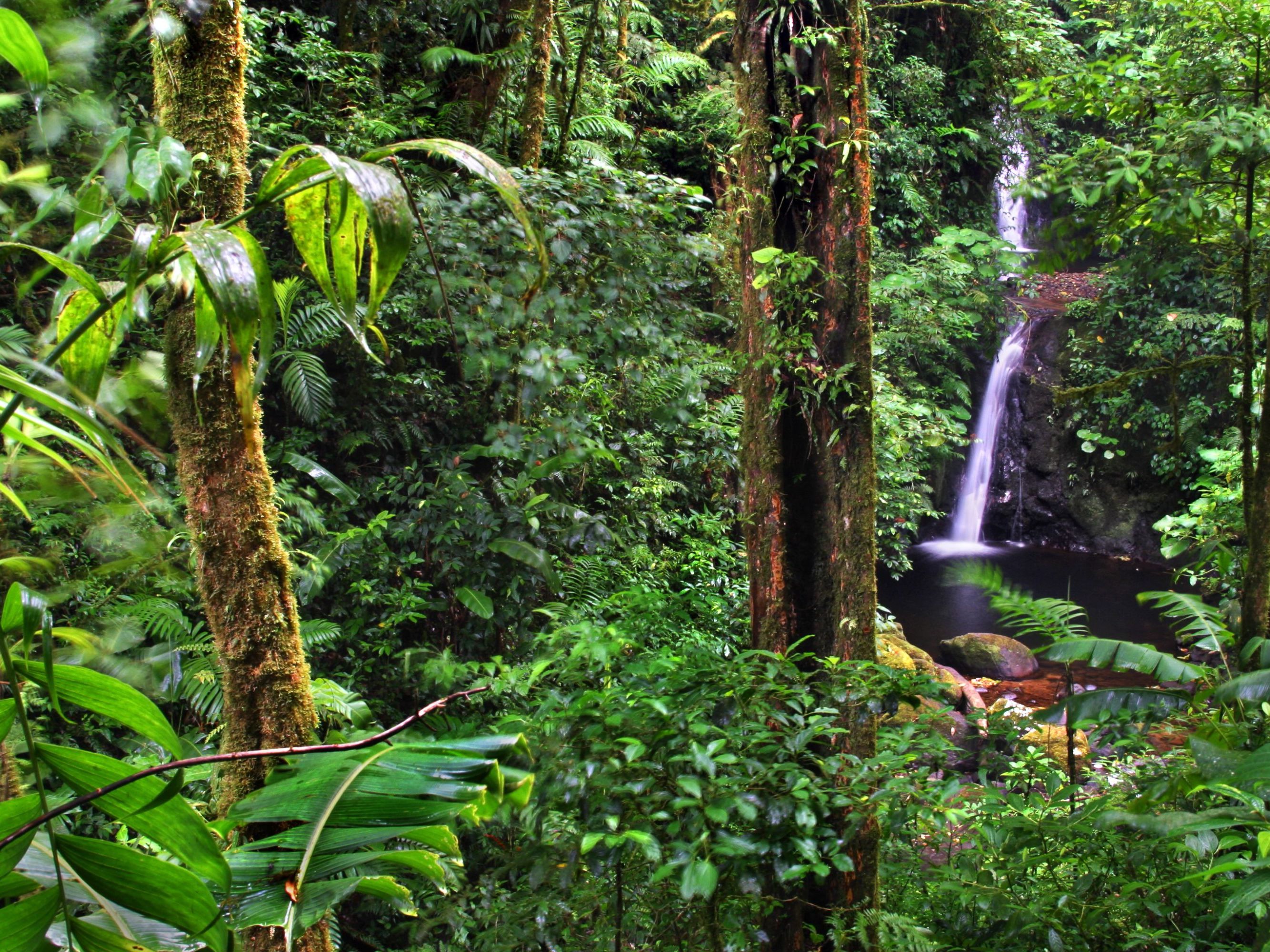 Excursion of Choice from Senda Monteverde