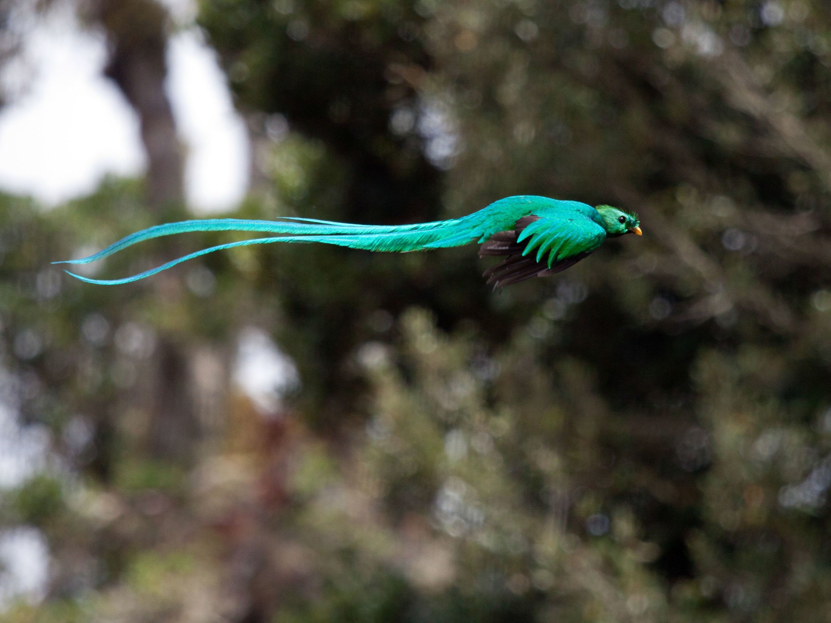 Excursion of Choice from Senda Monteverde