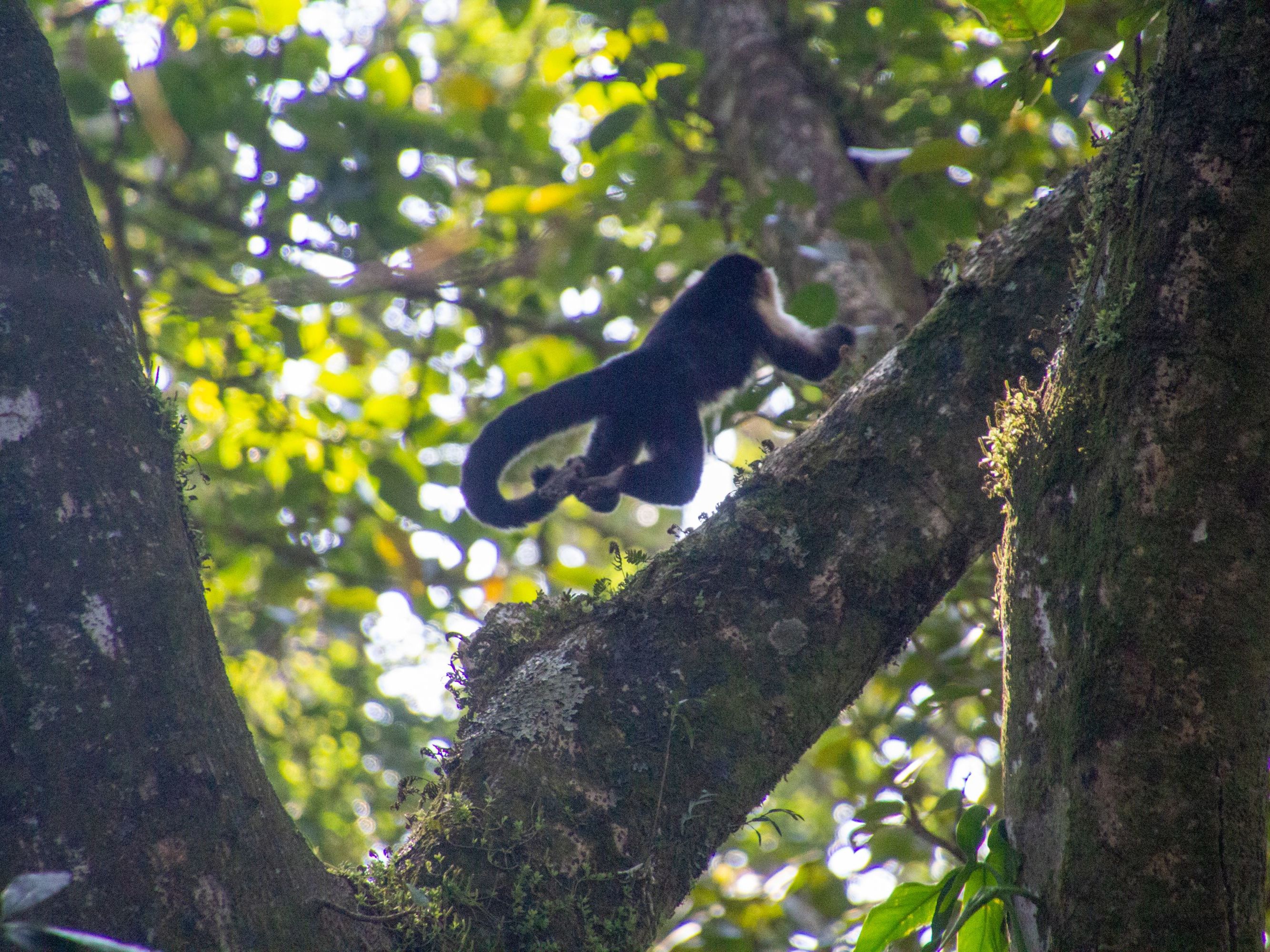 Excursion of Choice from Senda Monteverde