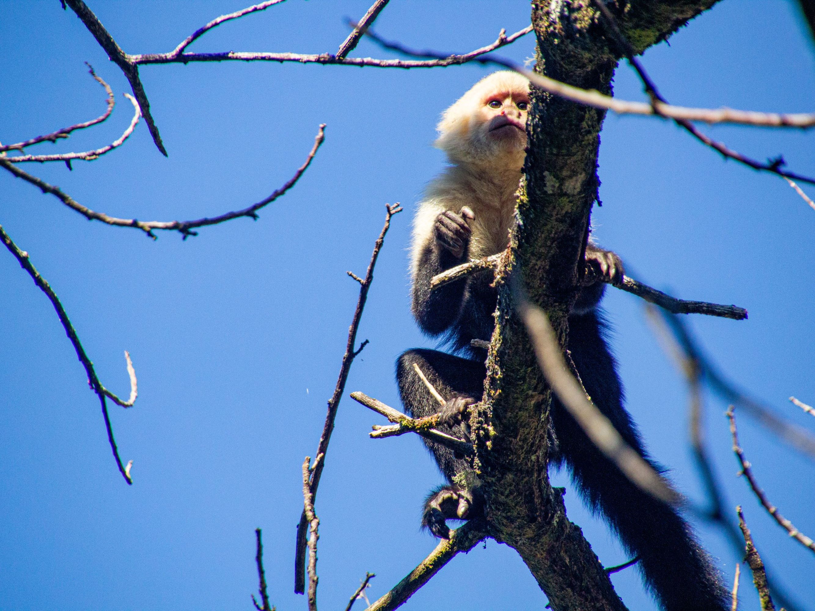 Excursion of Choice from Senda Monteverde