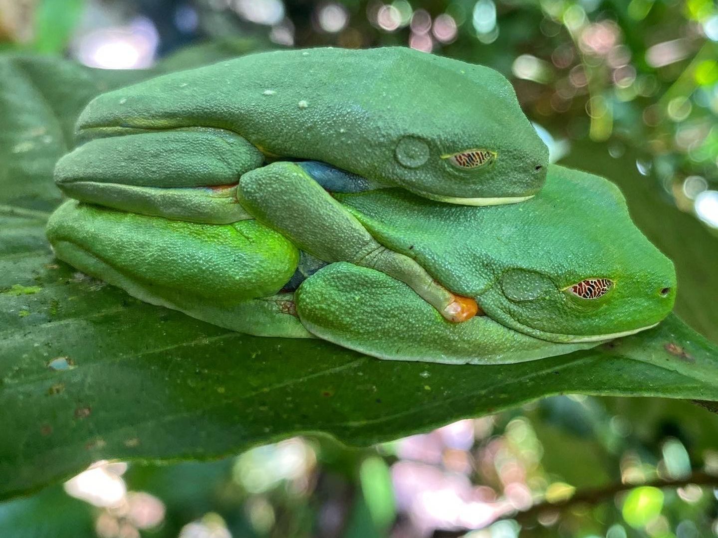 Full Day Mombacho Volcano and Canopy Zip Line