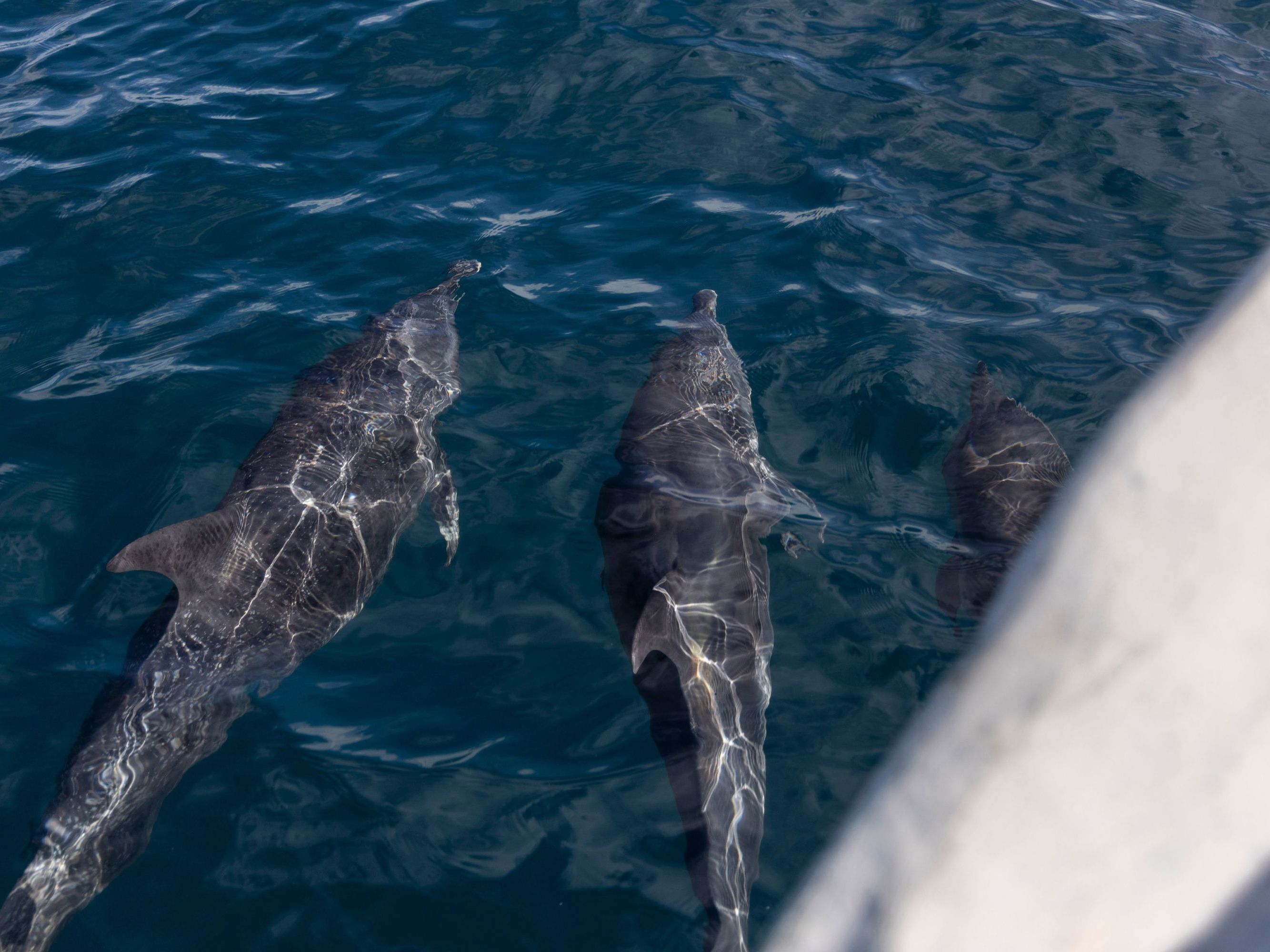 Explore Isla Palenque