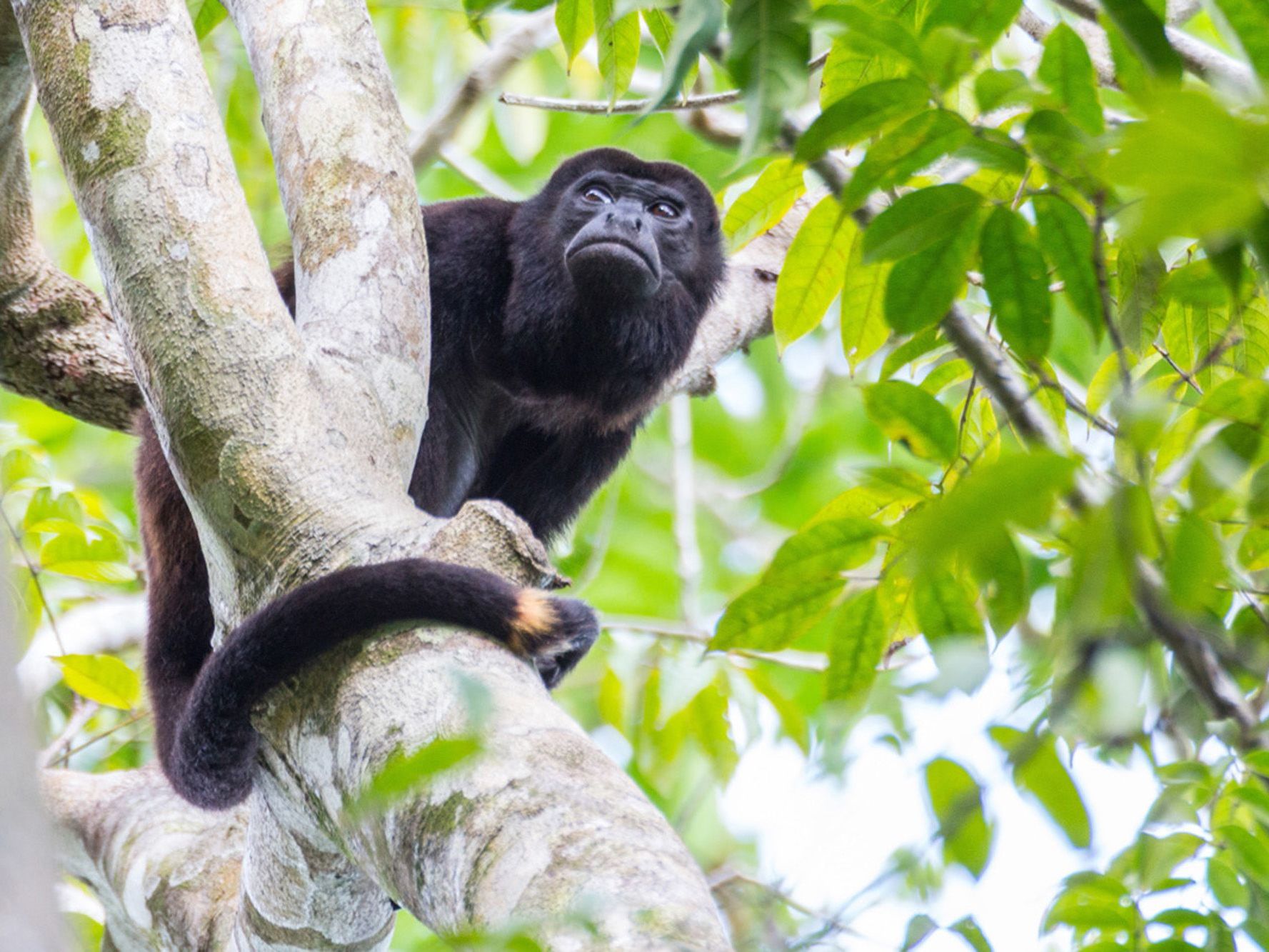Explore Isla Palenque