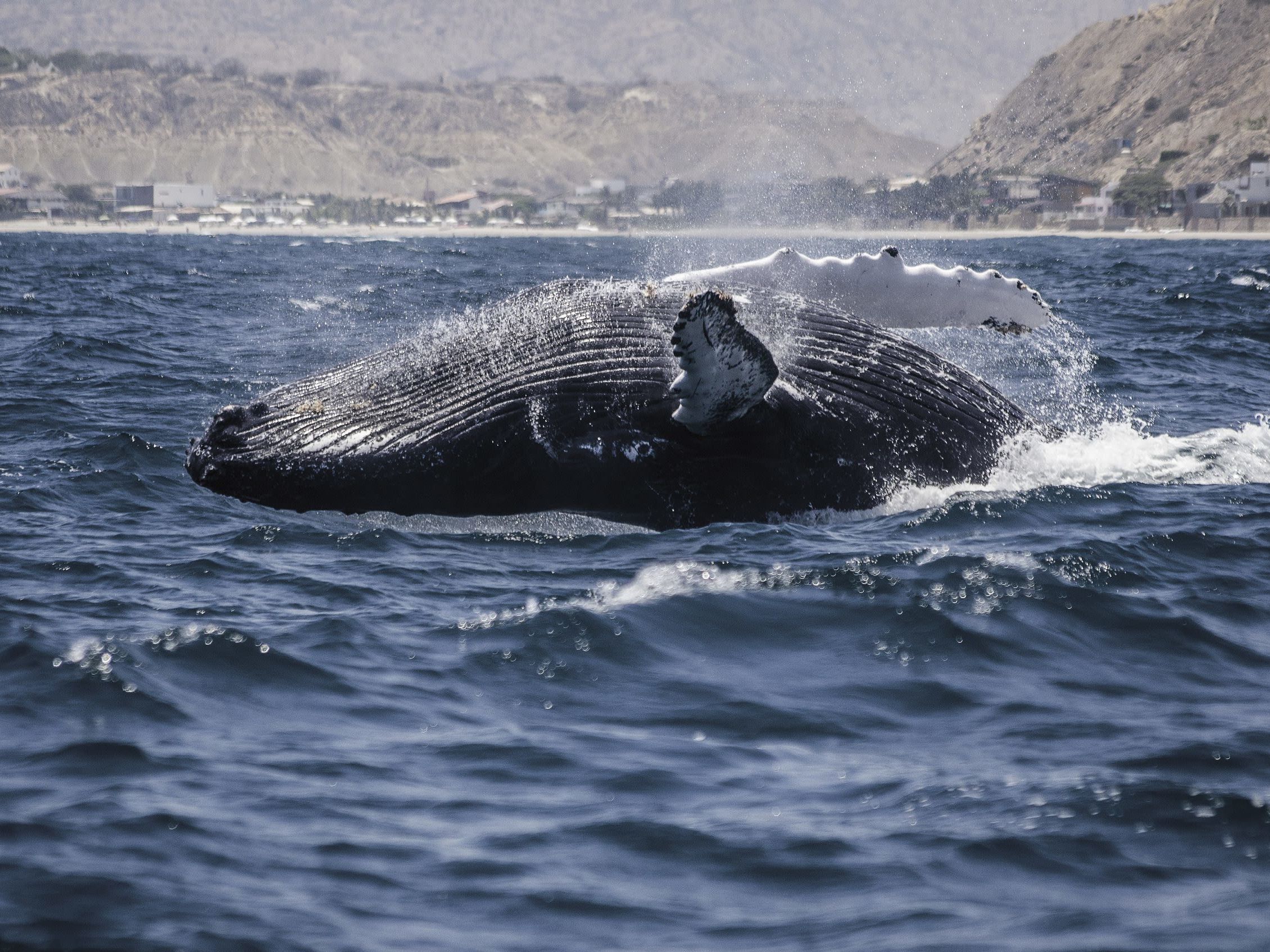 Dive Into Cabo Blanco