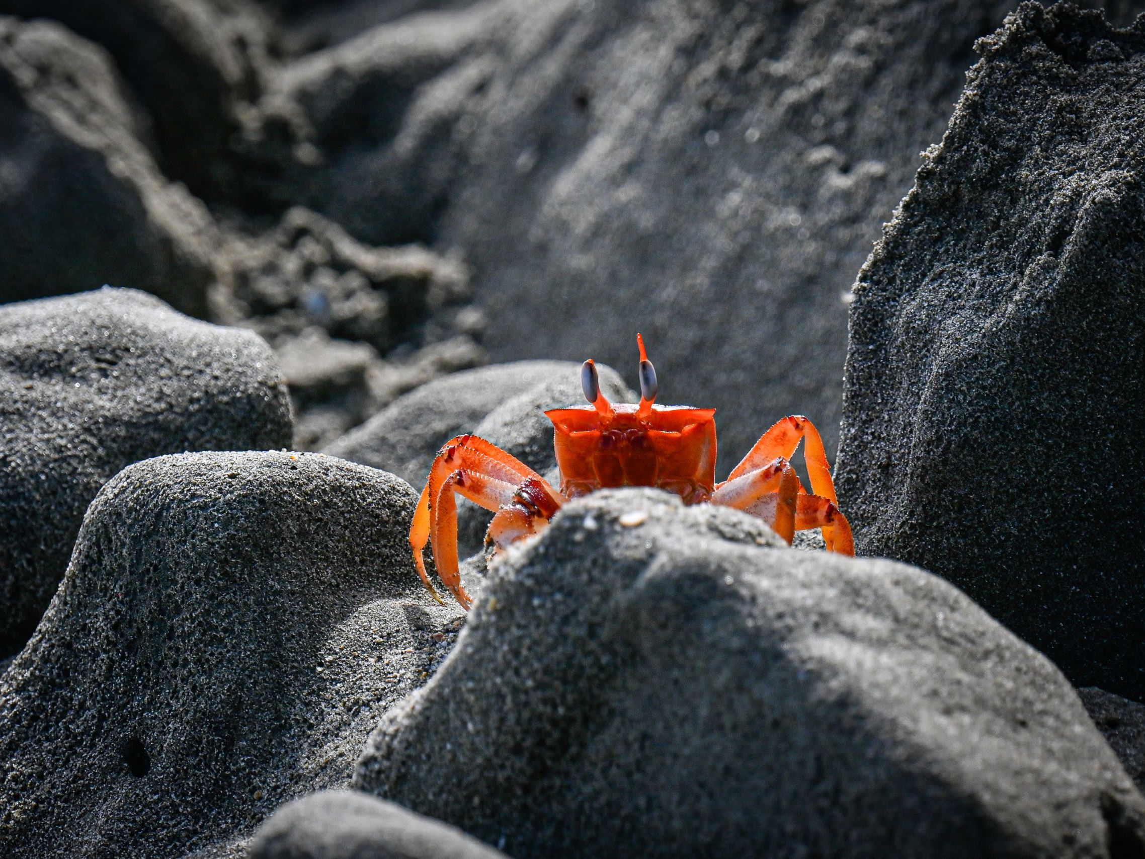 Dive Into Cabo Blanco