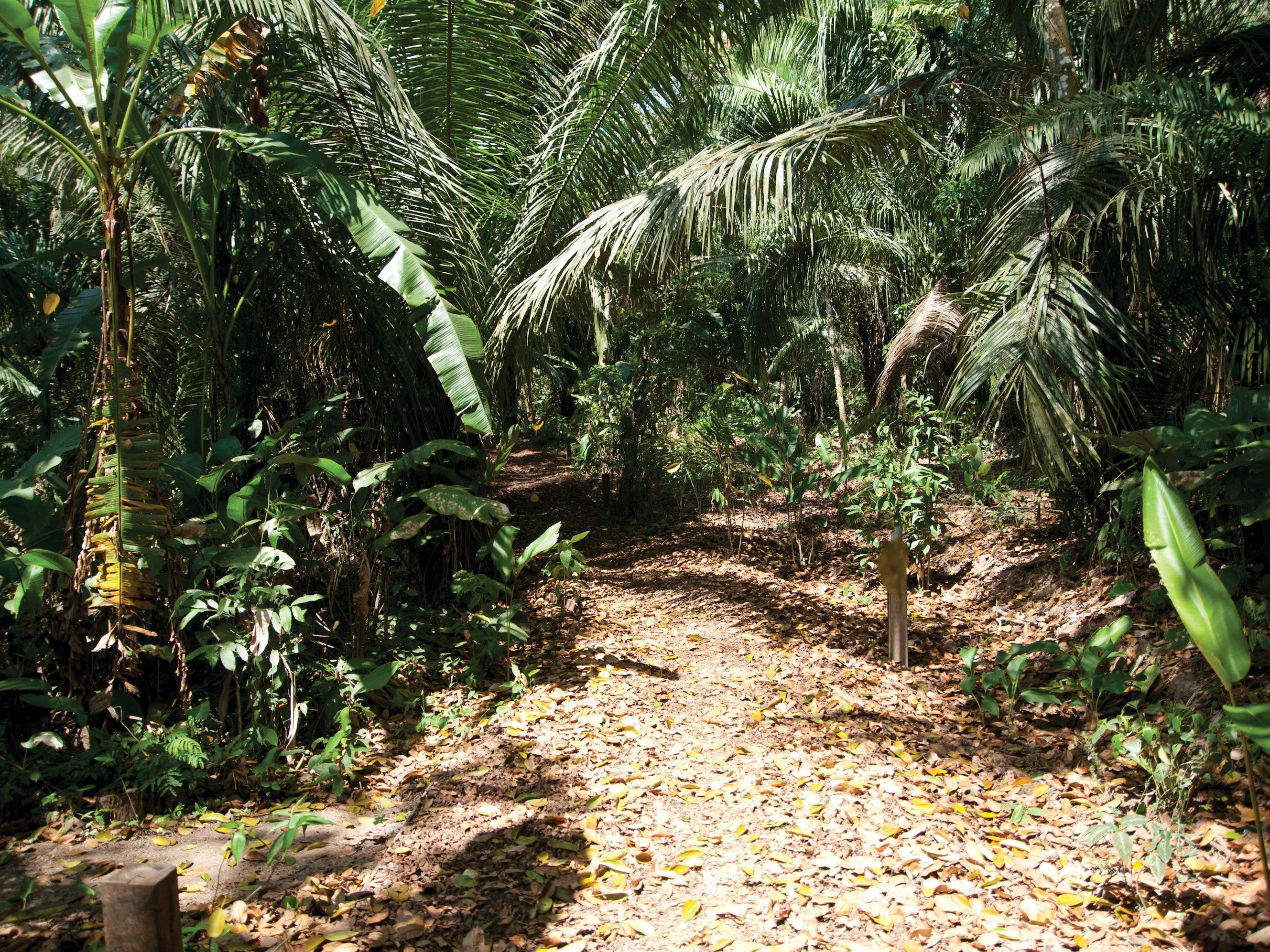 Discover the Hidden Wonders of the Amazon