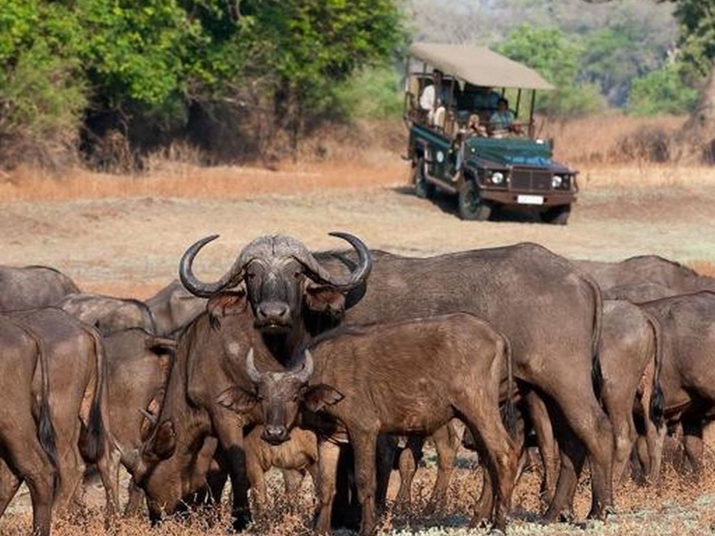On safari in the South Luangwa National Park