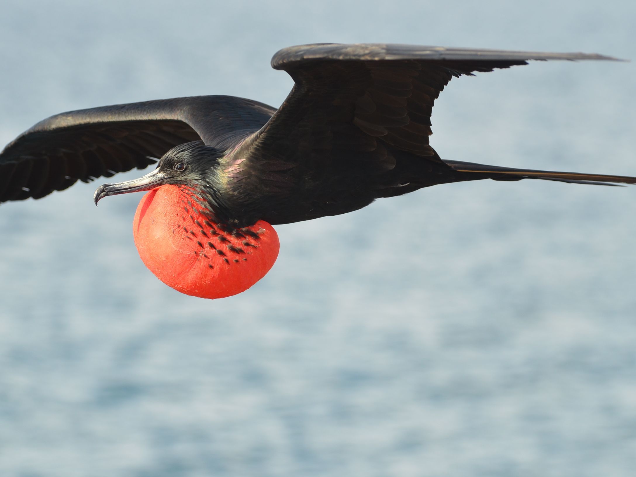 Cruising the Galapagos Islands