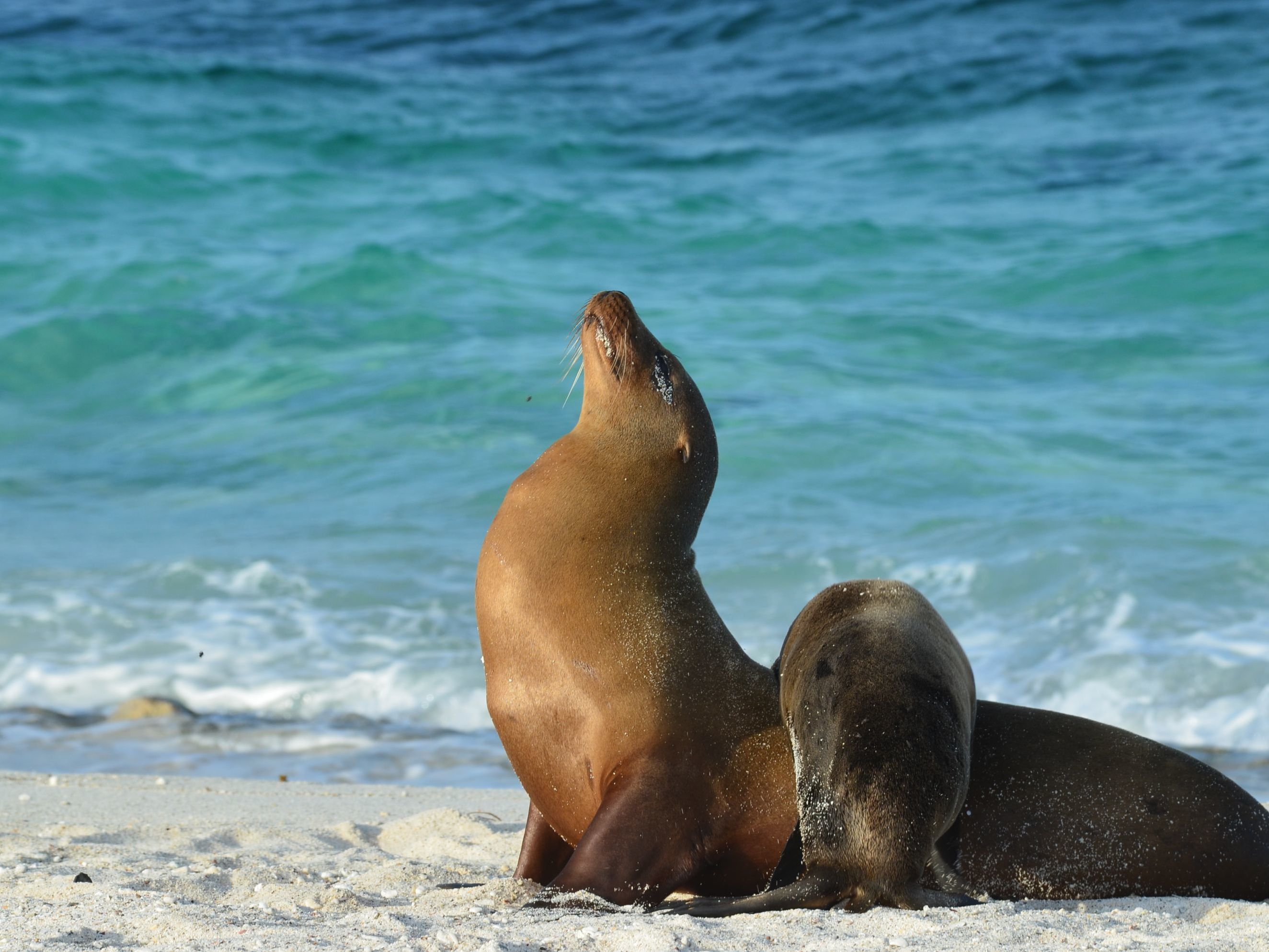 Cruising the Galapagos Islands