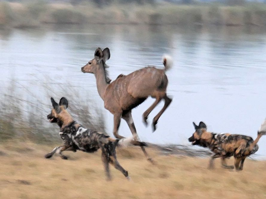 Game Drives in Okavango Delta