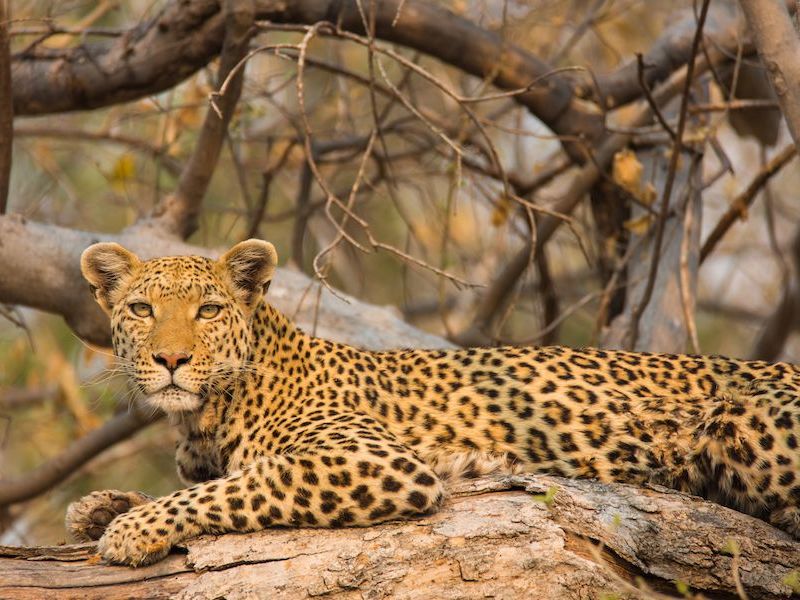 Moremi Game Reserve