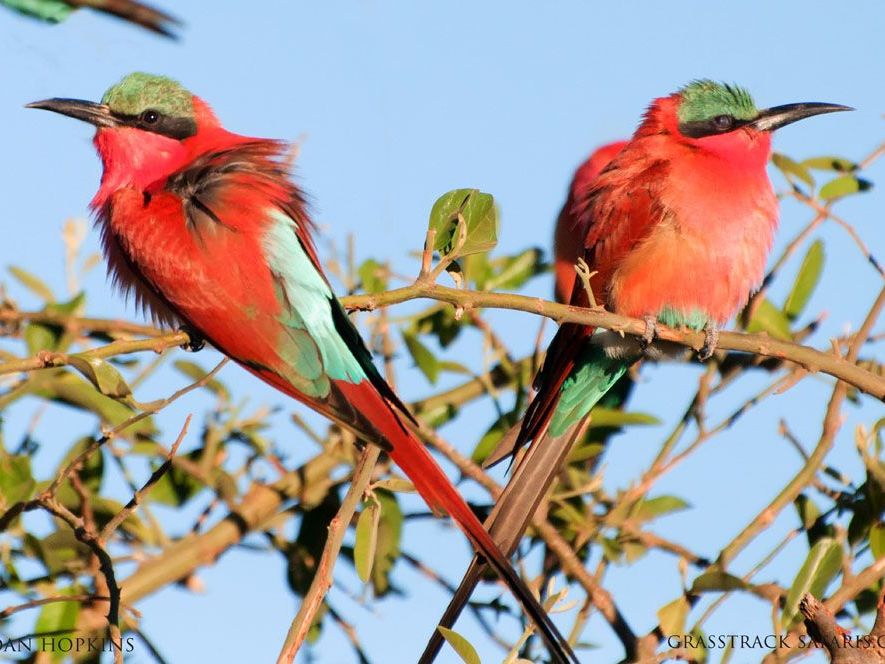 Hwange National Park, Zimbabwe