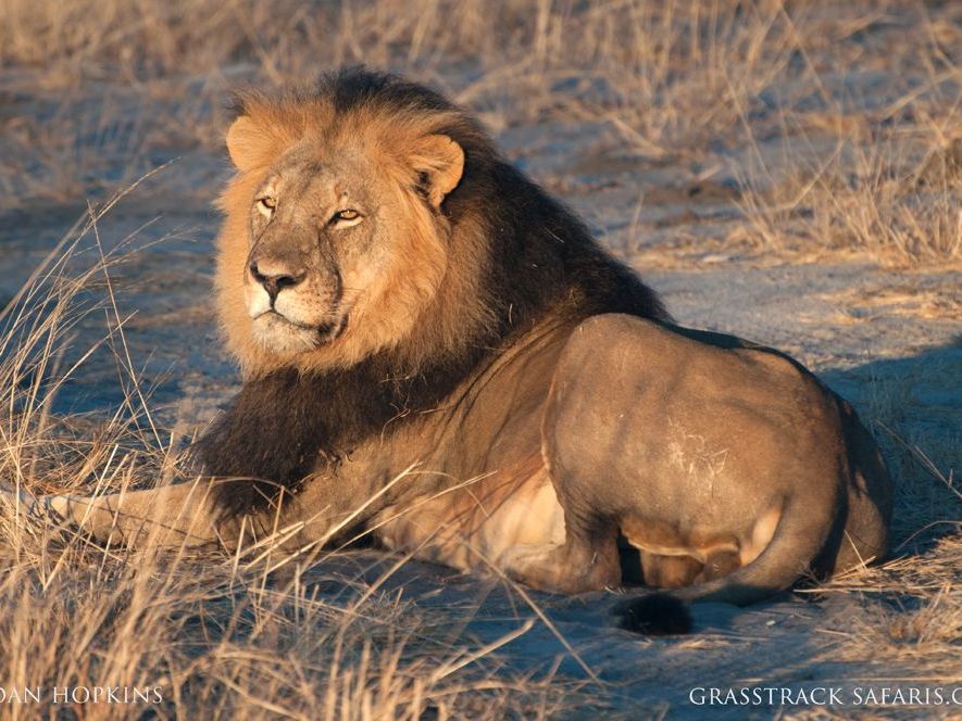 On safari in the South Luangwa National Park