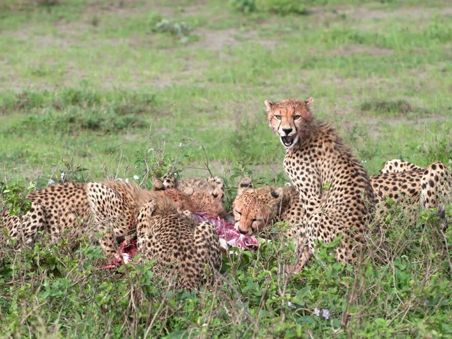 On safari in the Serengeti National Park