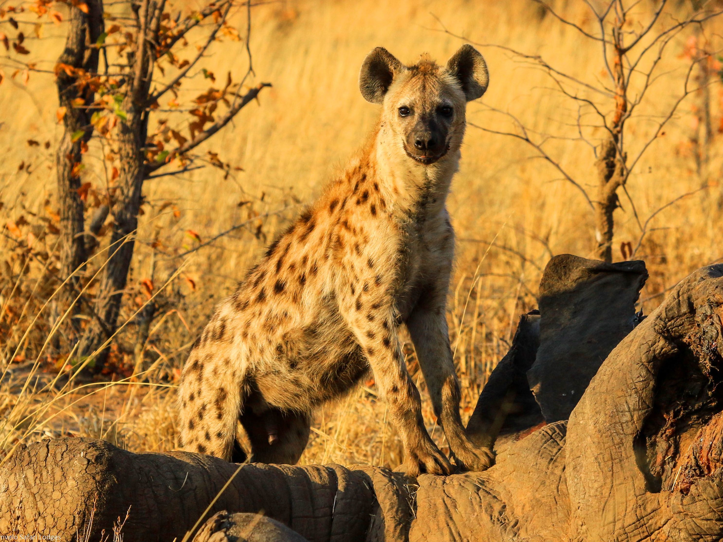 Hwange National Park, Zimbabwe