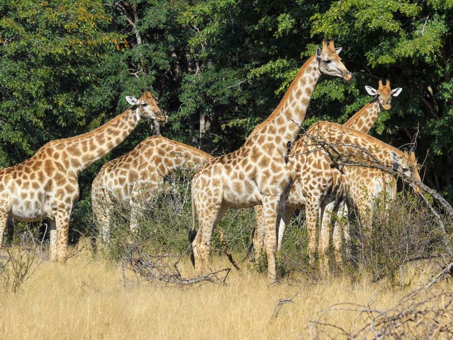 Full Days on Safari in Hwange National Park