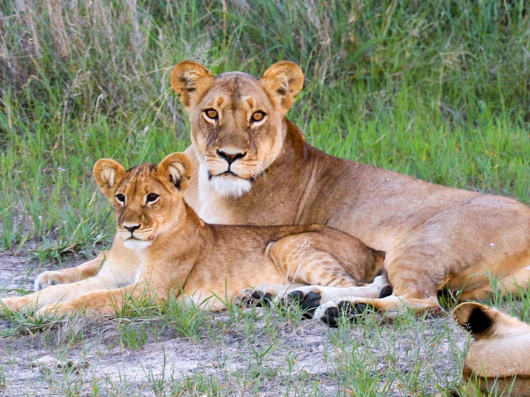 Full Days on Safari in Hwange National Park