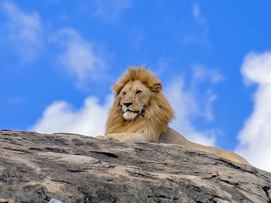 Explore the Northern Serengeti