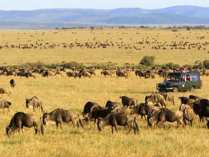 Game Drives in the Serengeti National Park