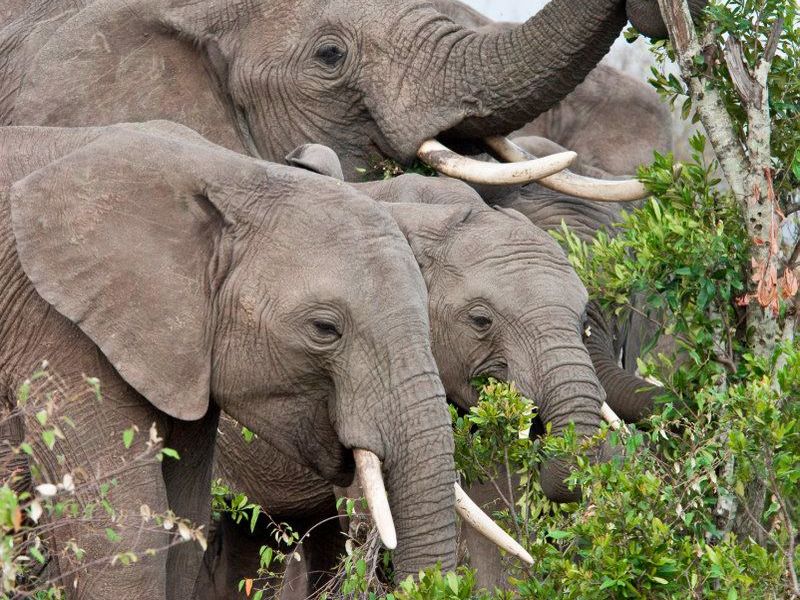 Pilanesberg National Park