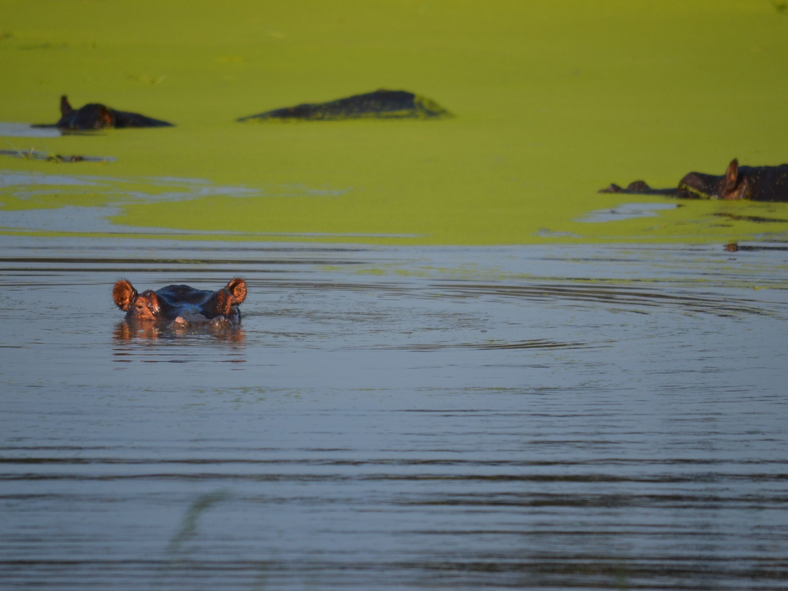 Guided Walk and Mokoro ride on the Okavango Delta