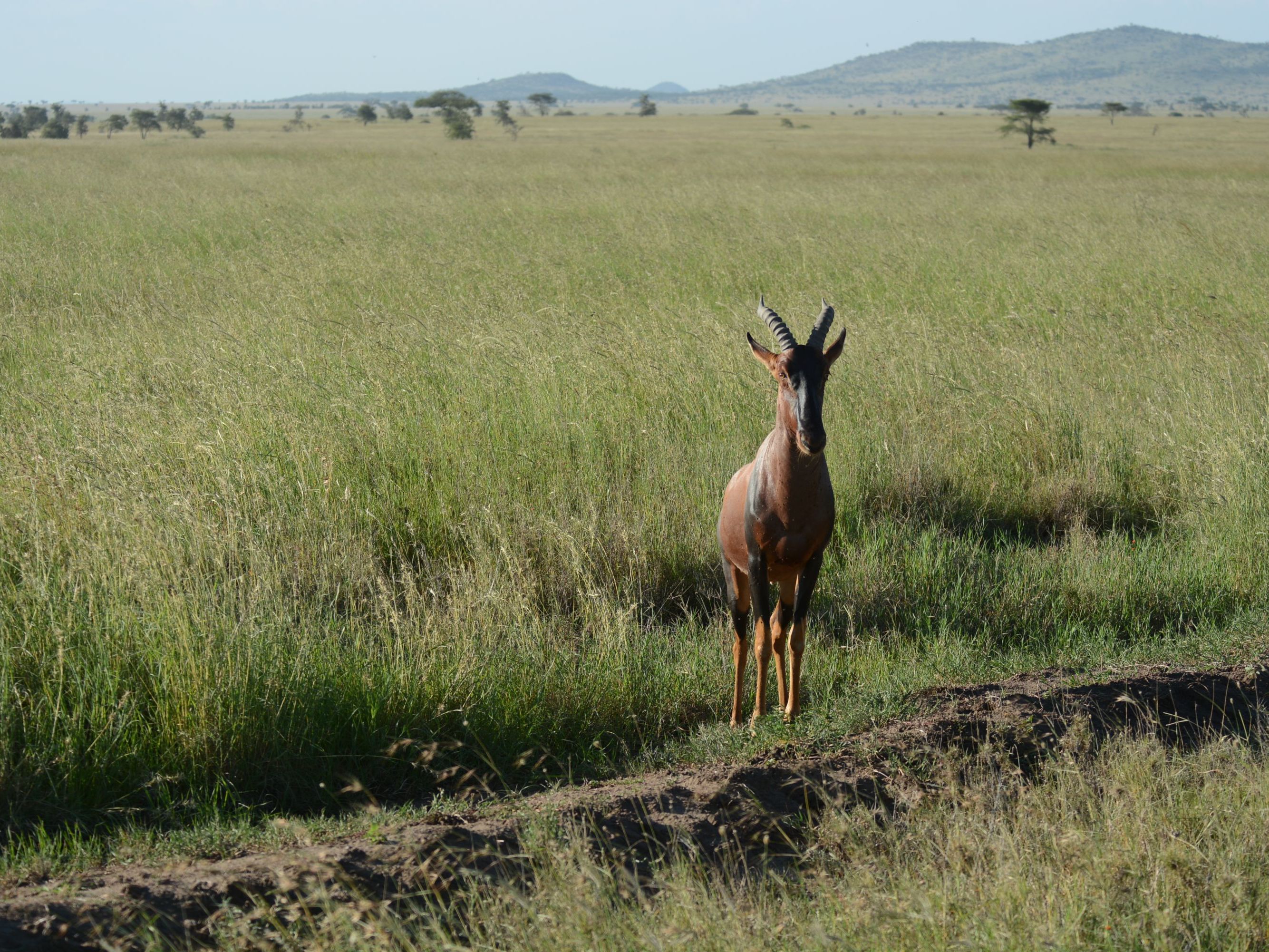 Central Serengeti