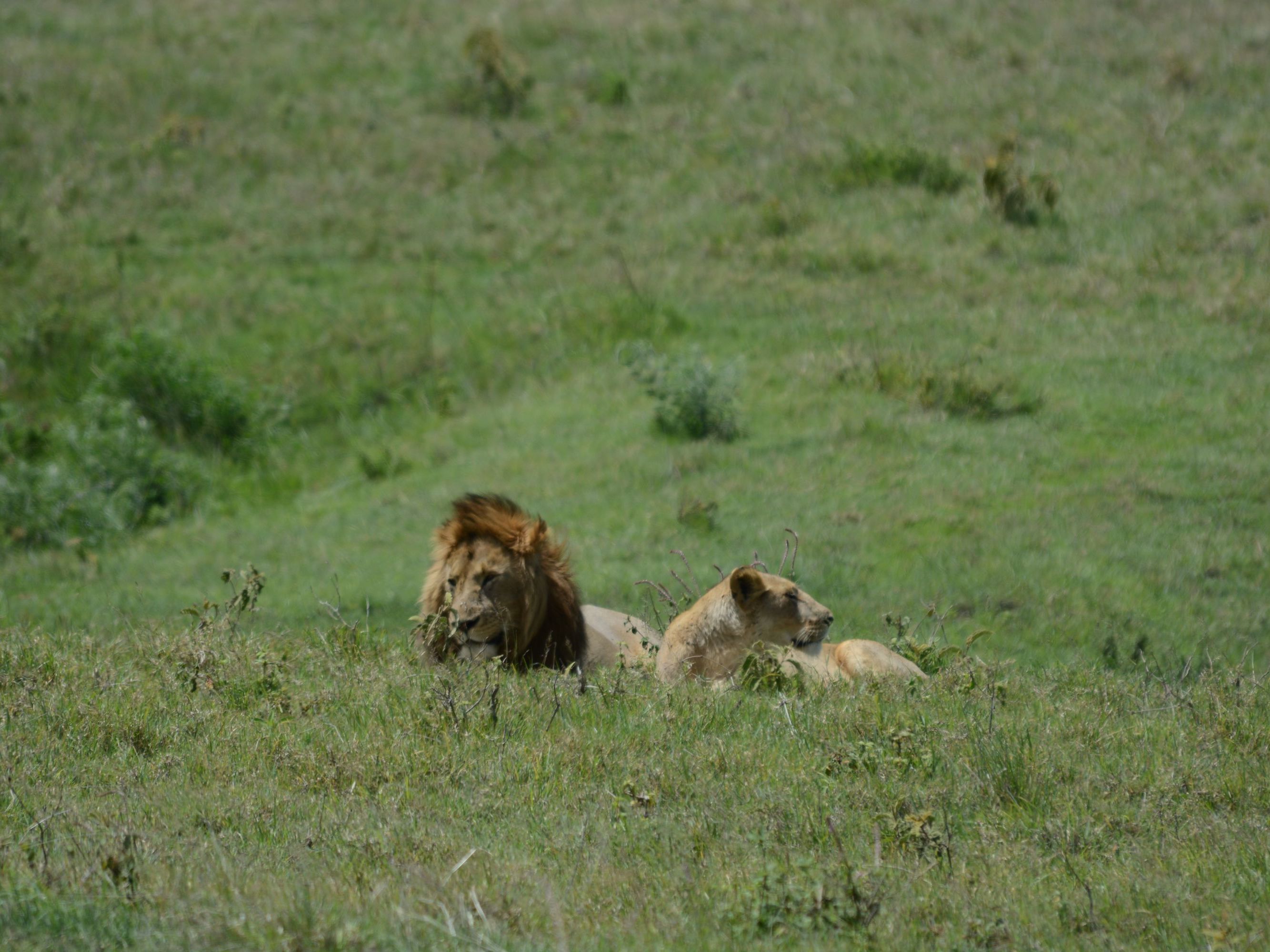 Ngorongoro Crater