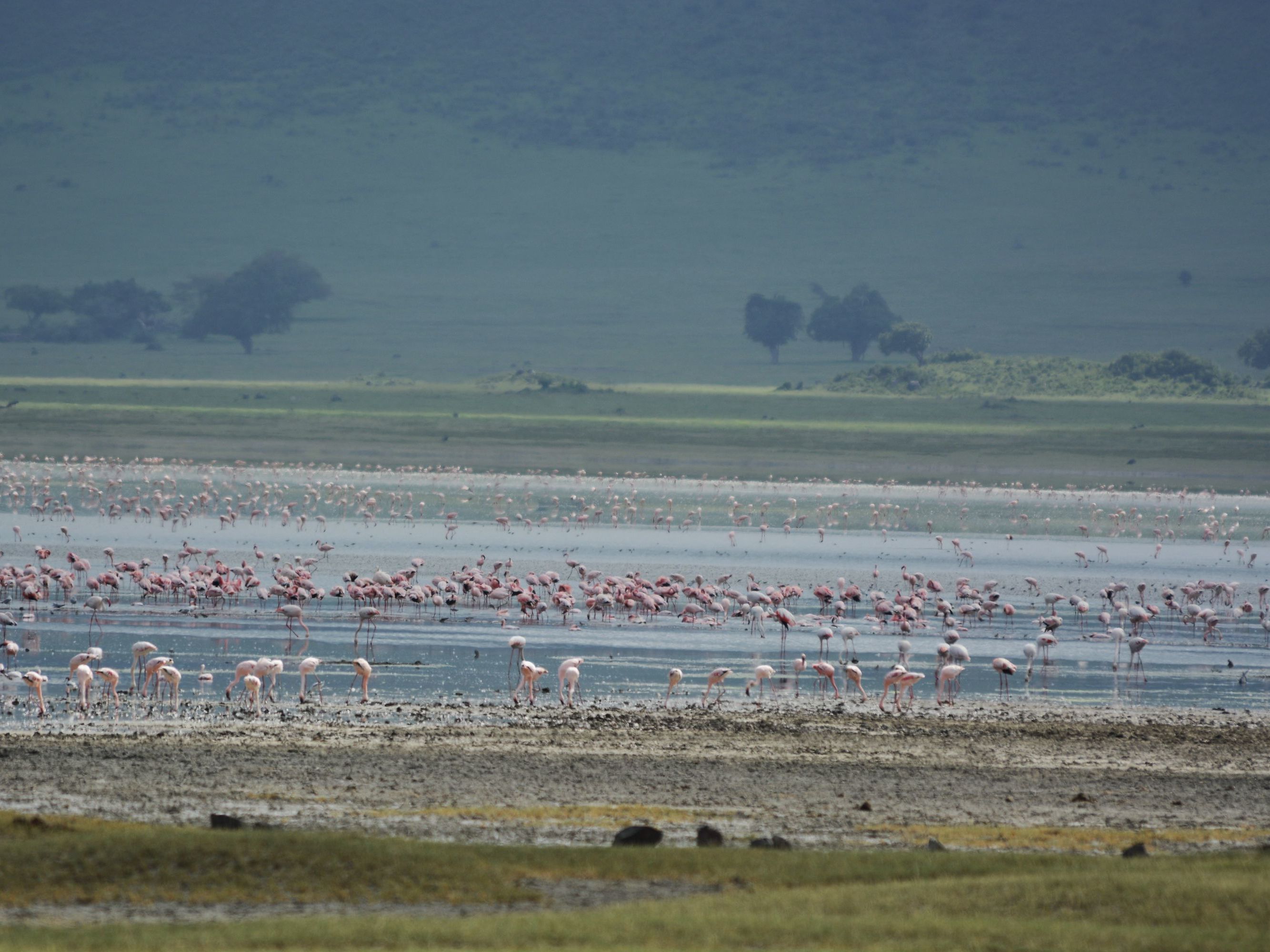 Ngorongoro Crater