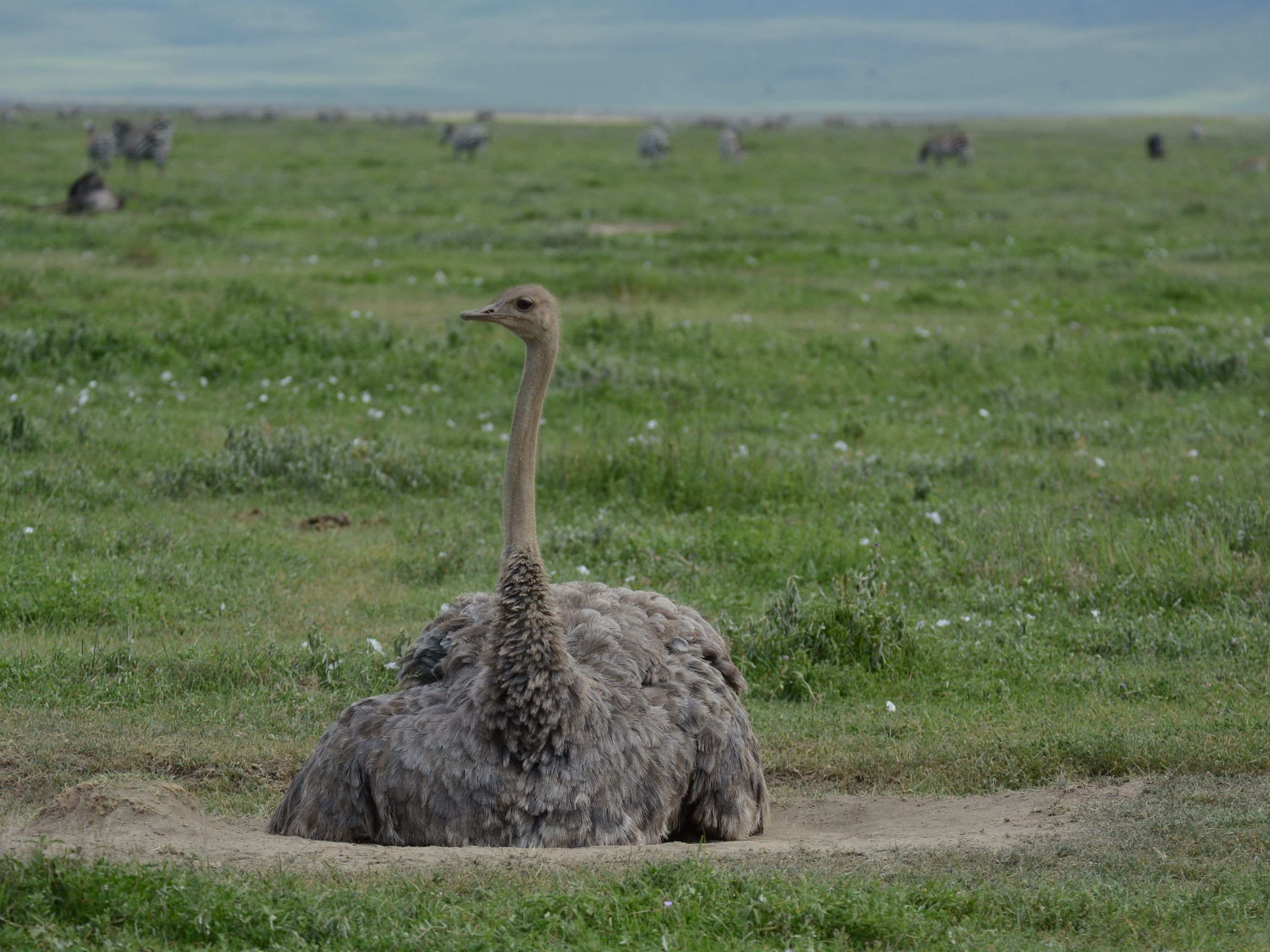 Ngorongoro Crater