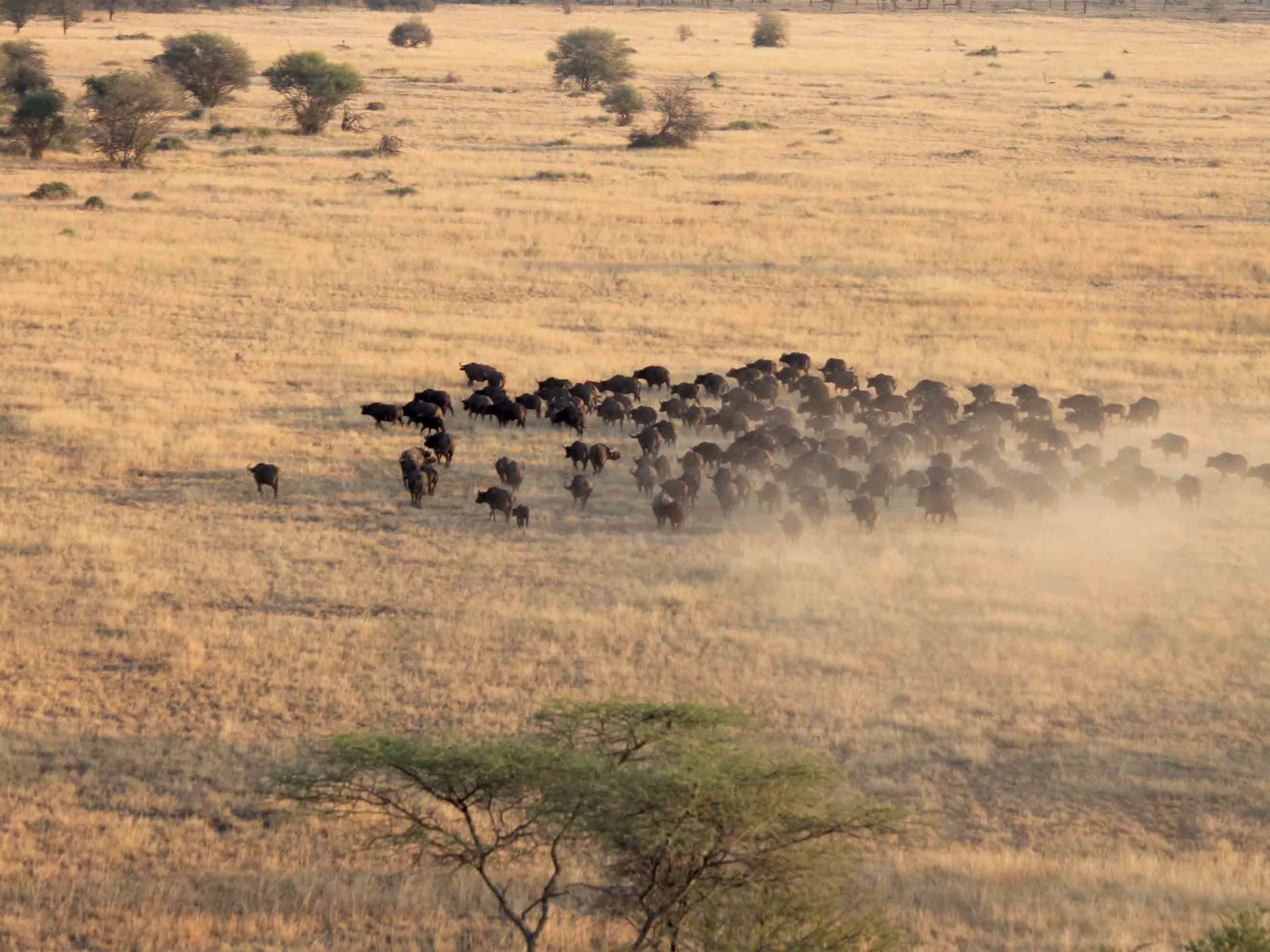 Nimali Serengeti Camp
