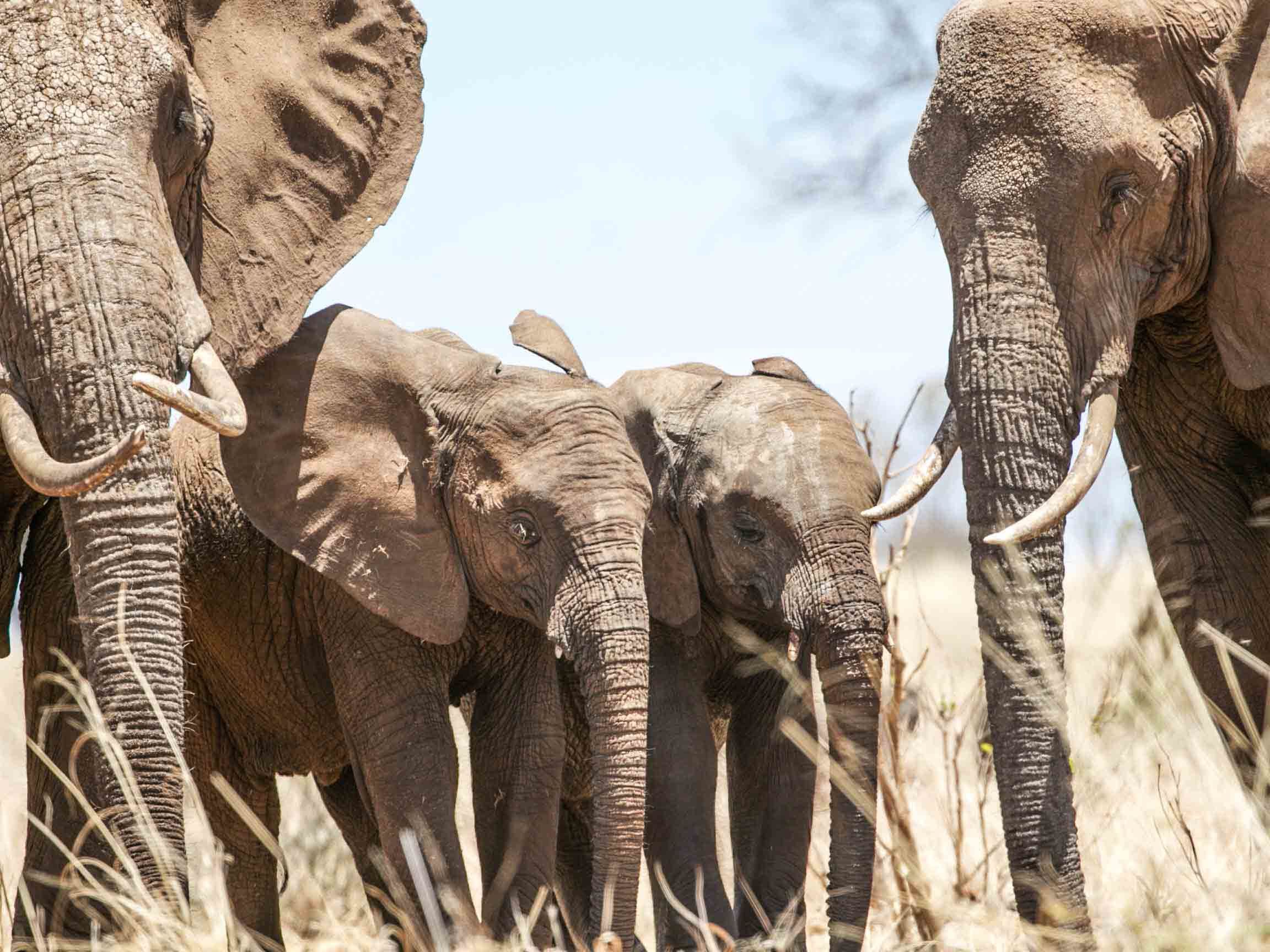 Nimali Serengeti Camp