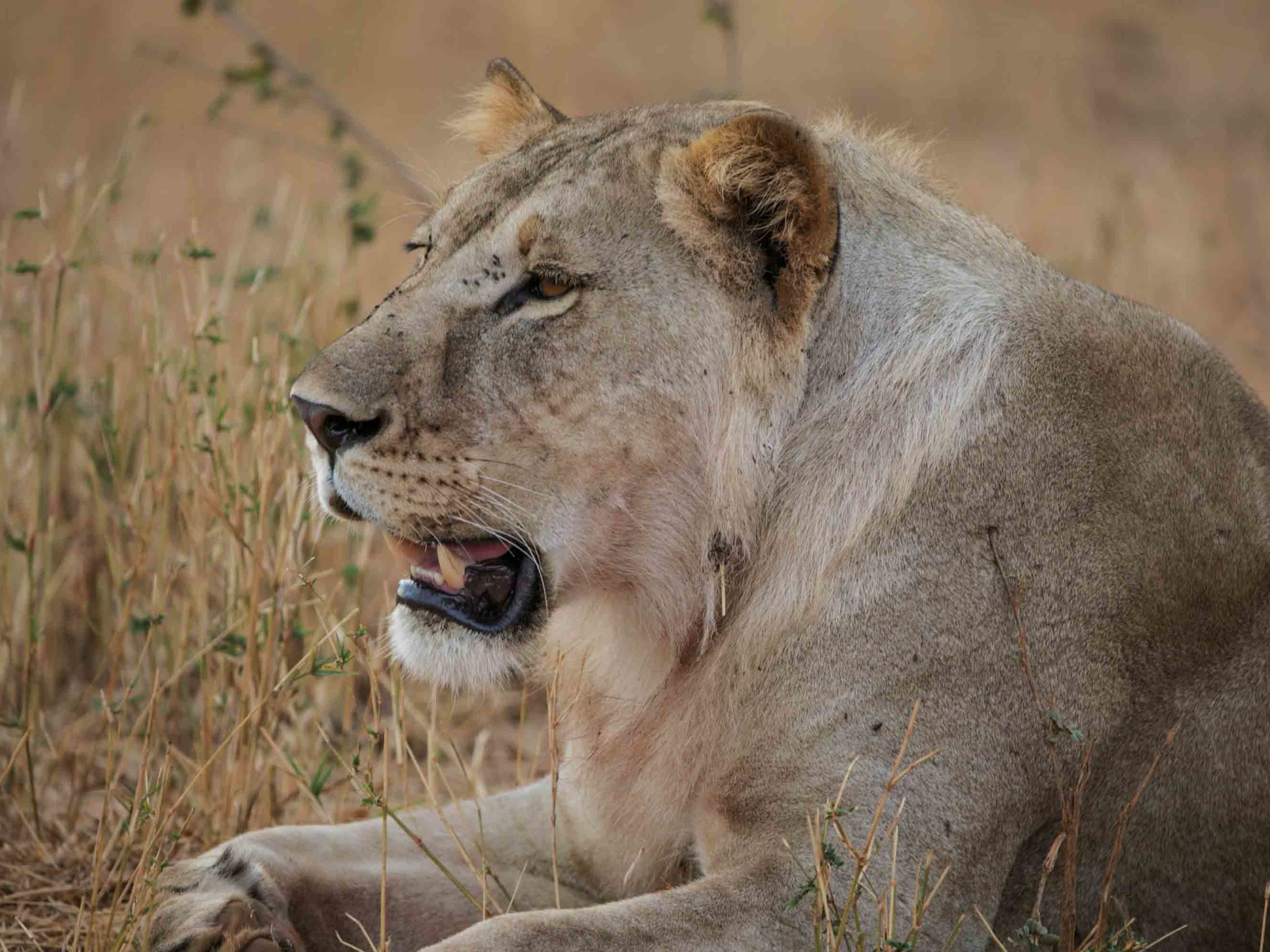 Nimali Tarangire Camp