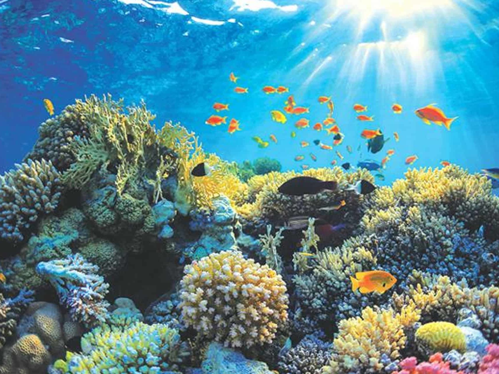 Catamaran Snorkelling - Tobago