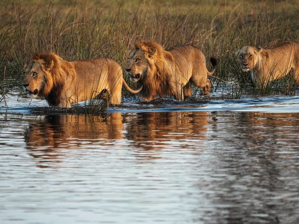 Selinda Game Reserve