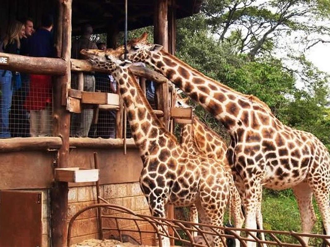 Giraffe Centre